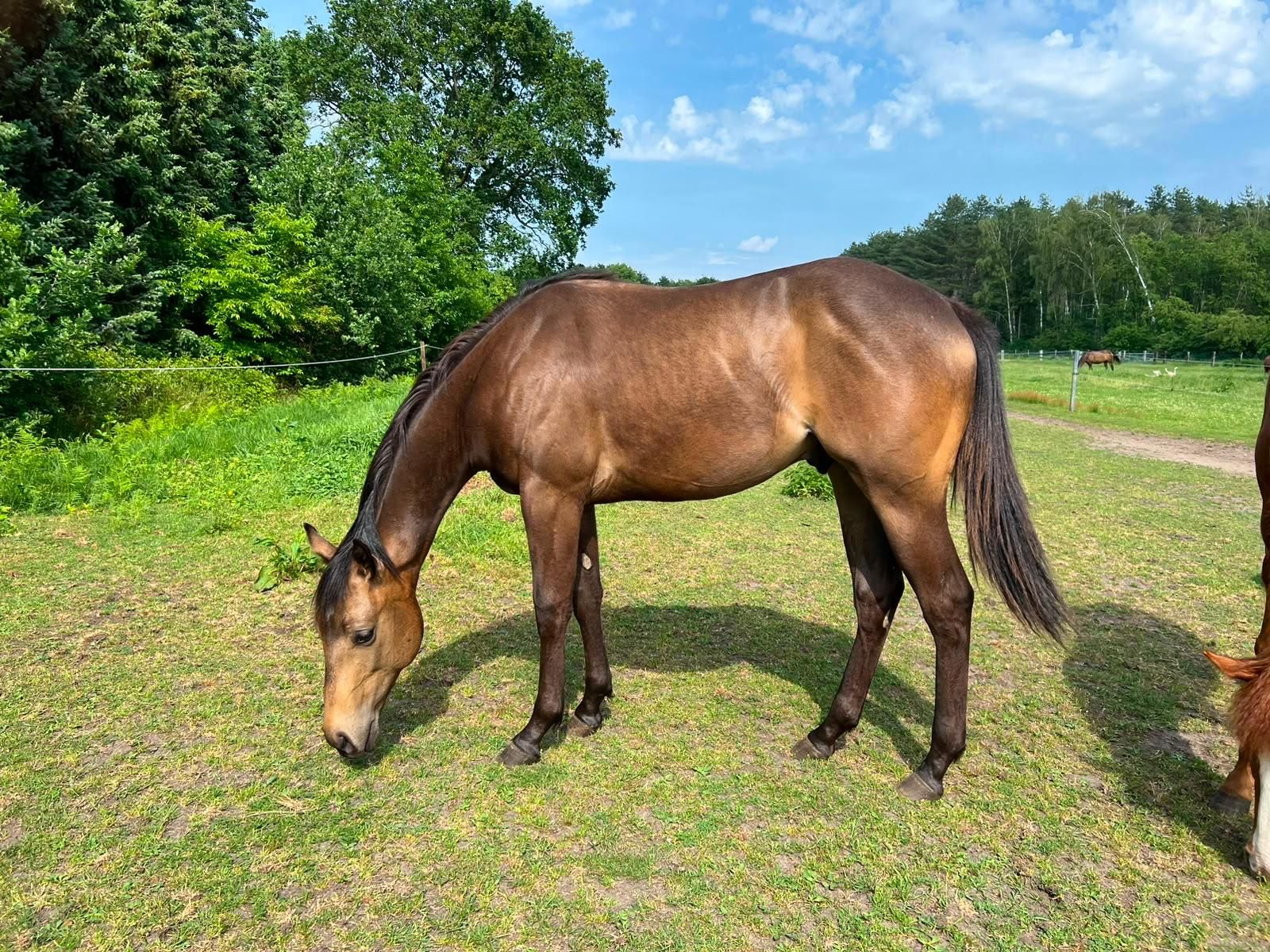 Jaarling hengst