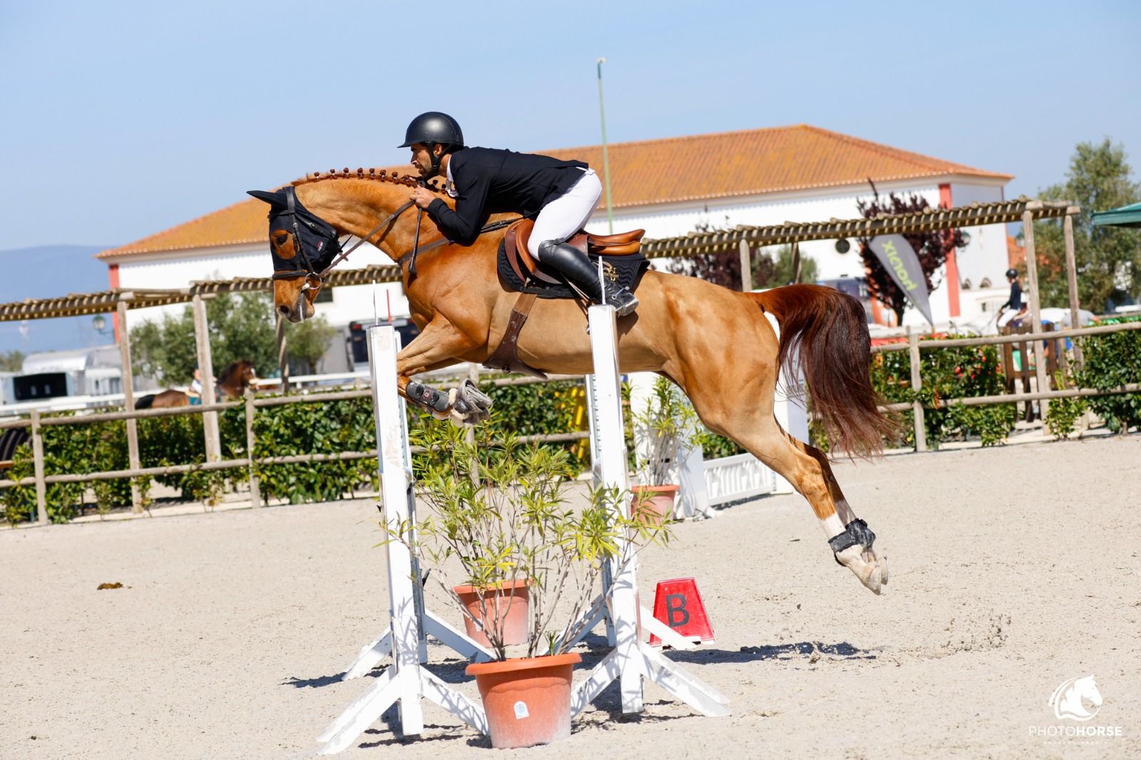 kwpn springpaard merrie 8 años vos en venta - Foto 2