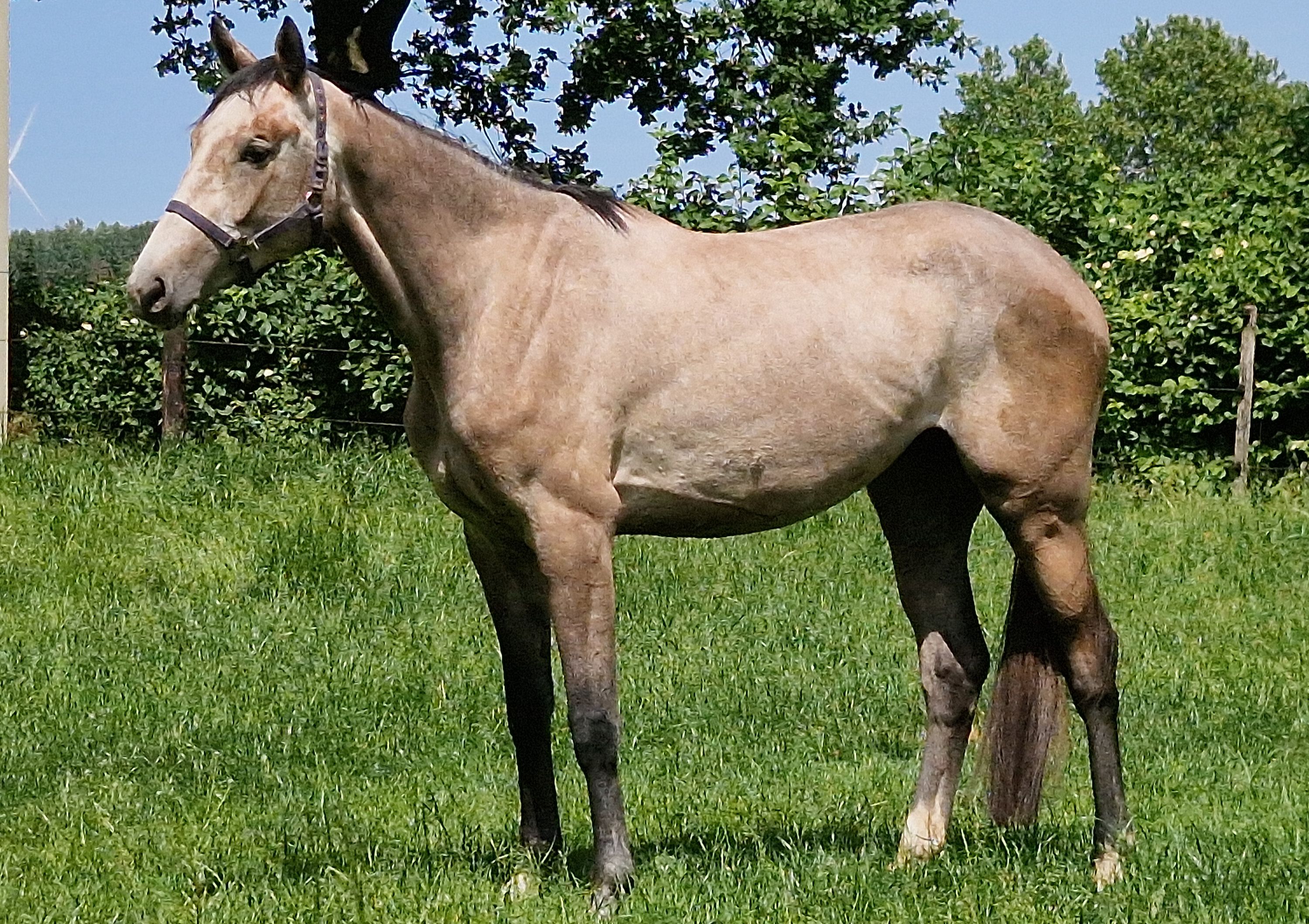 kwpn fokmerrie merrie 13 jaar schimmel te koop - Foto 4