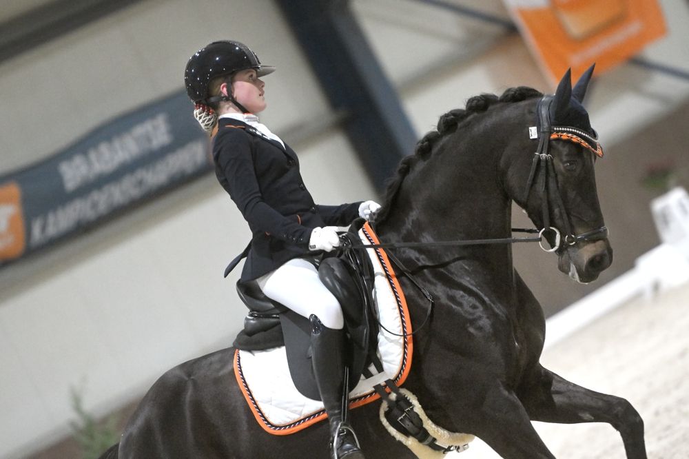 welsh dressuurpony ruin 17 år donkerbruin til salgs - Foto 3