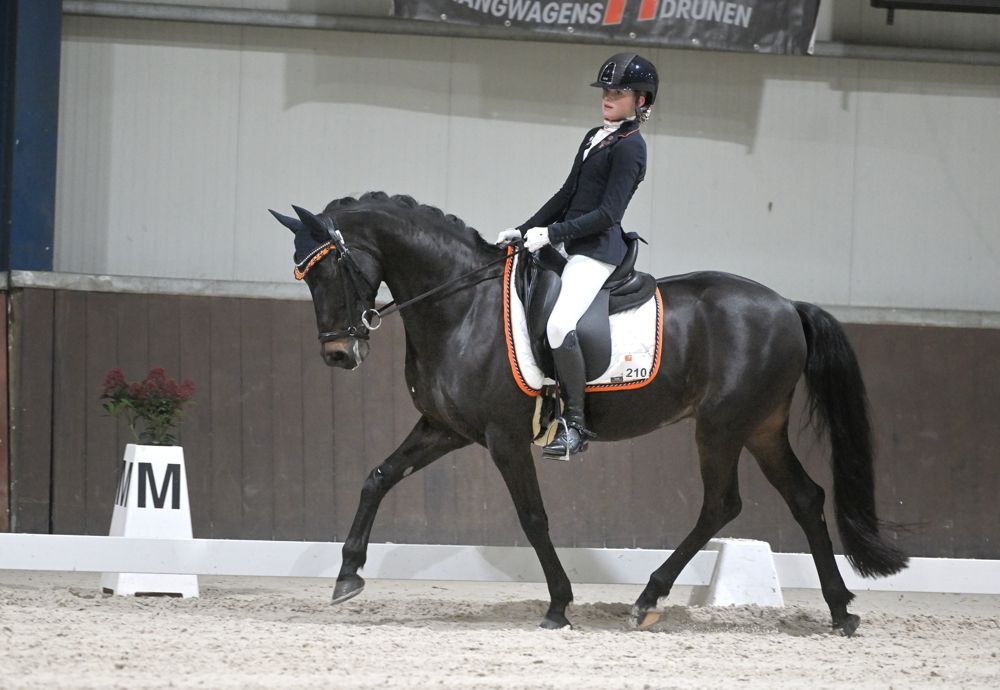 welsh dressuurpony ruin 17 år donkerbruin til salgs - Foto 4