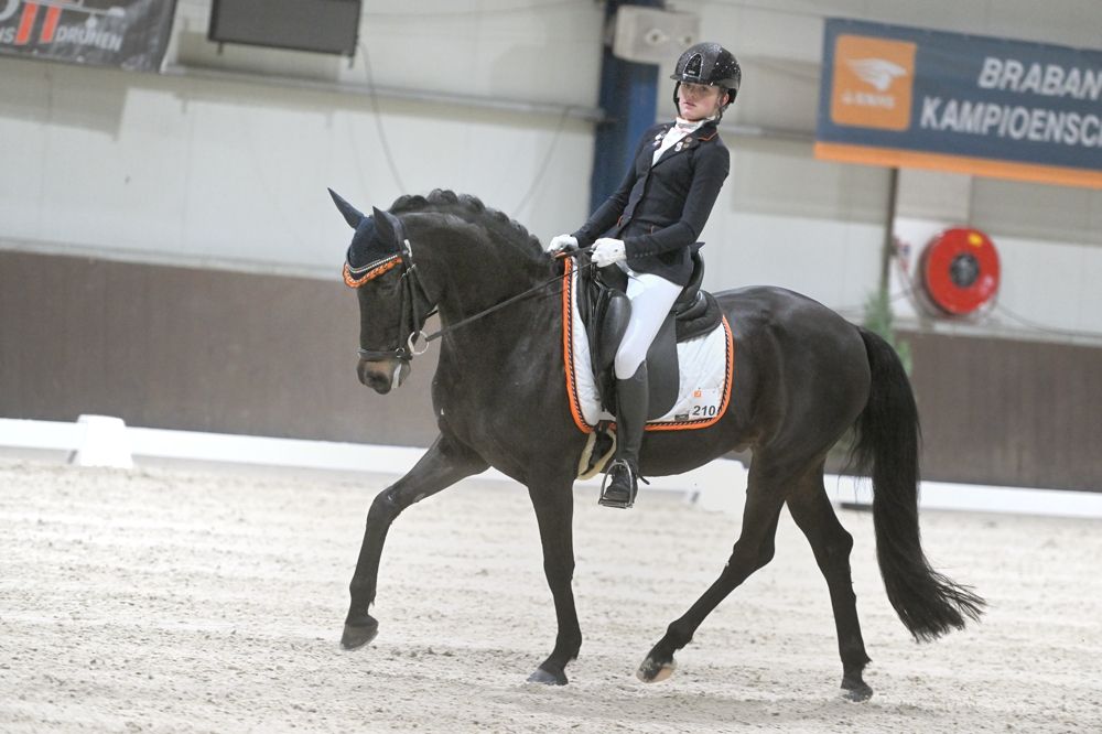 welsh dressuurpony ruin 17 år donkerbruin til salgs - Foto 6