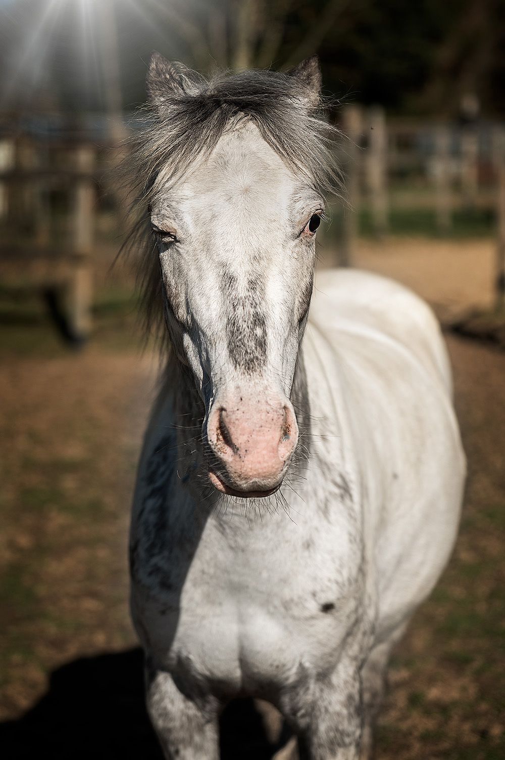 appaloosa-pony springpony ruin 5 år andere-kleur til salgs - Foto 2