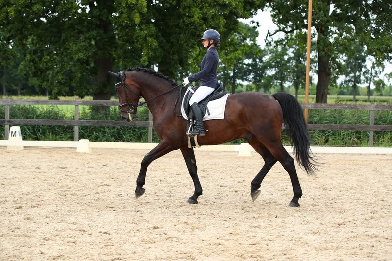 Beautiful 10-year-old gelding