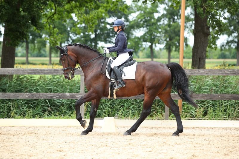 dressuurpaard ruin 10 år donkerbruin til salgs - Foto 5