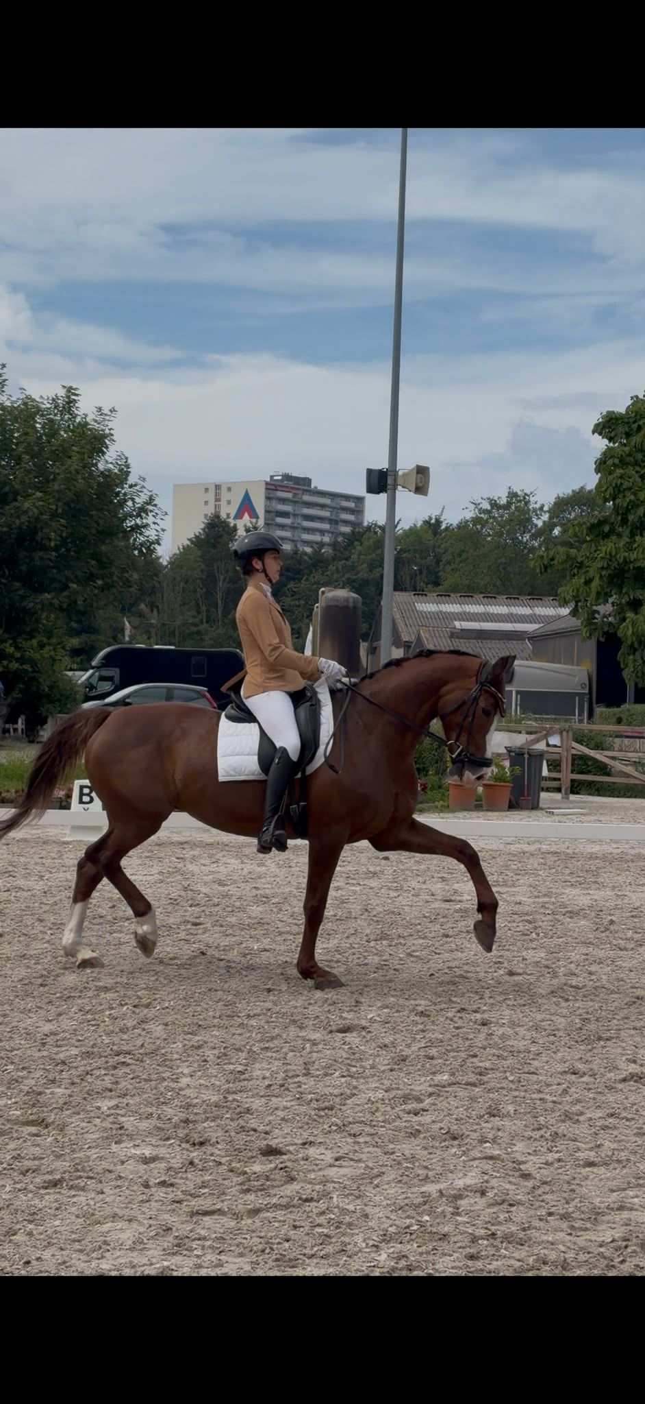 Caballo de deporte muy fiable para jinete joven y ambicioso