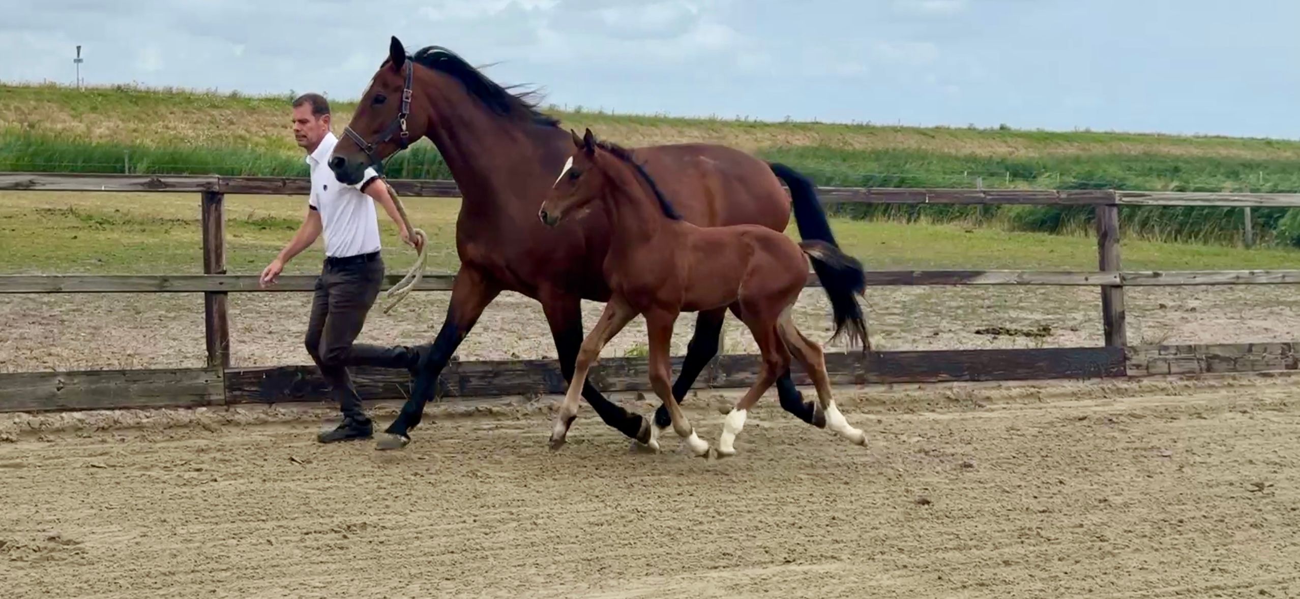 KWPN dressuurpaard hengst 0 años donkerbruin en venta - Foto 2