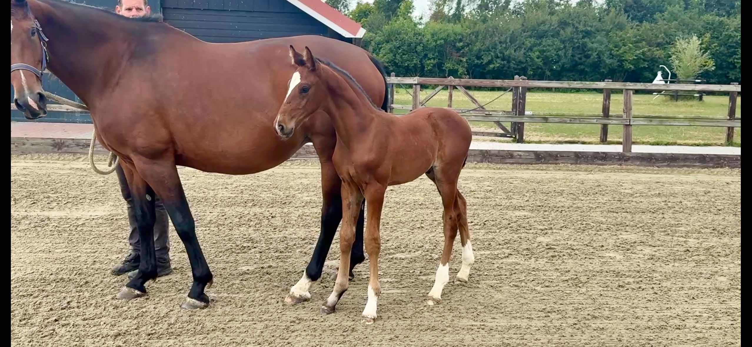 KWPN dressuurpaard hengst 0 años donkerbruin en venta - Foto 3