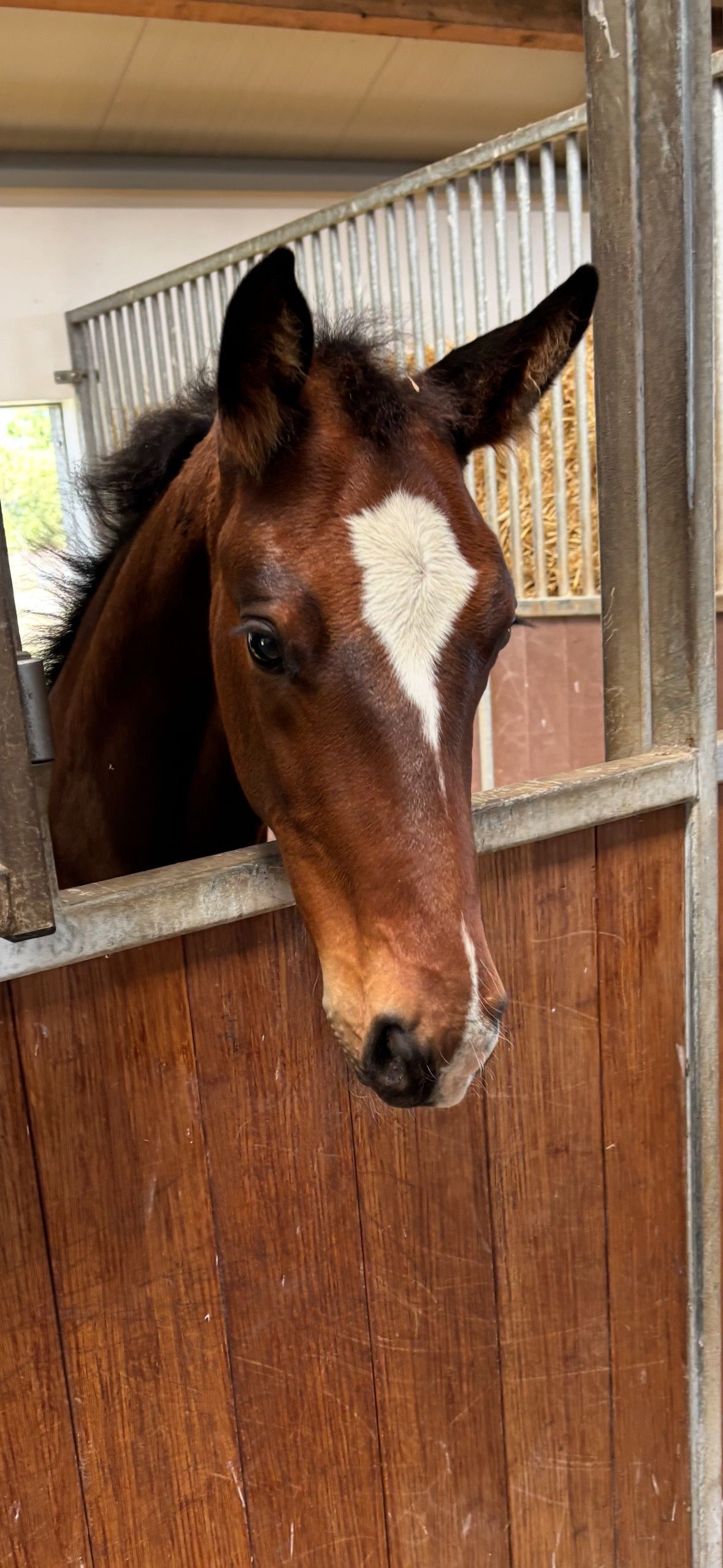 KWPN dressuurpaard hengst 0 años donkerbruin en venta - Foto 4