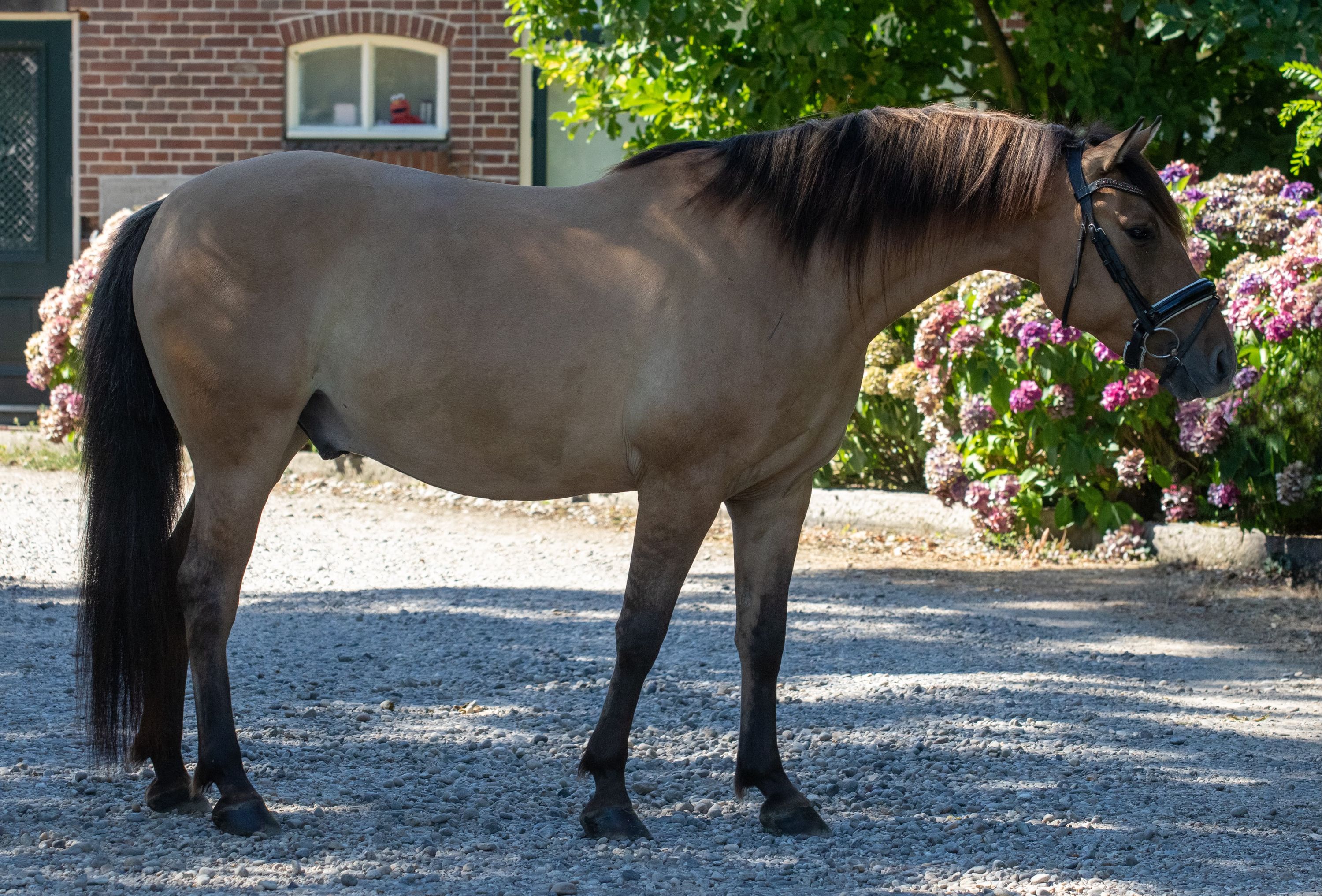 ander allround-pony ruin 4 år andere-kleur till salu - Foto 2