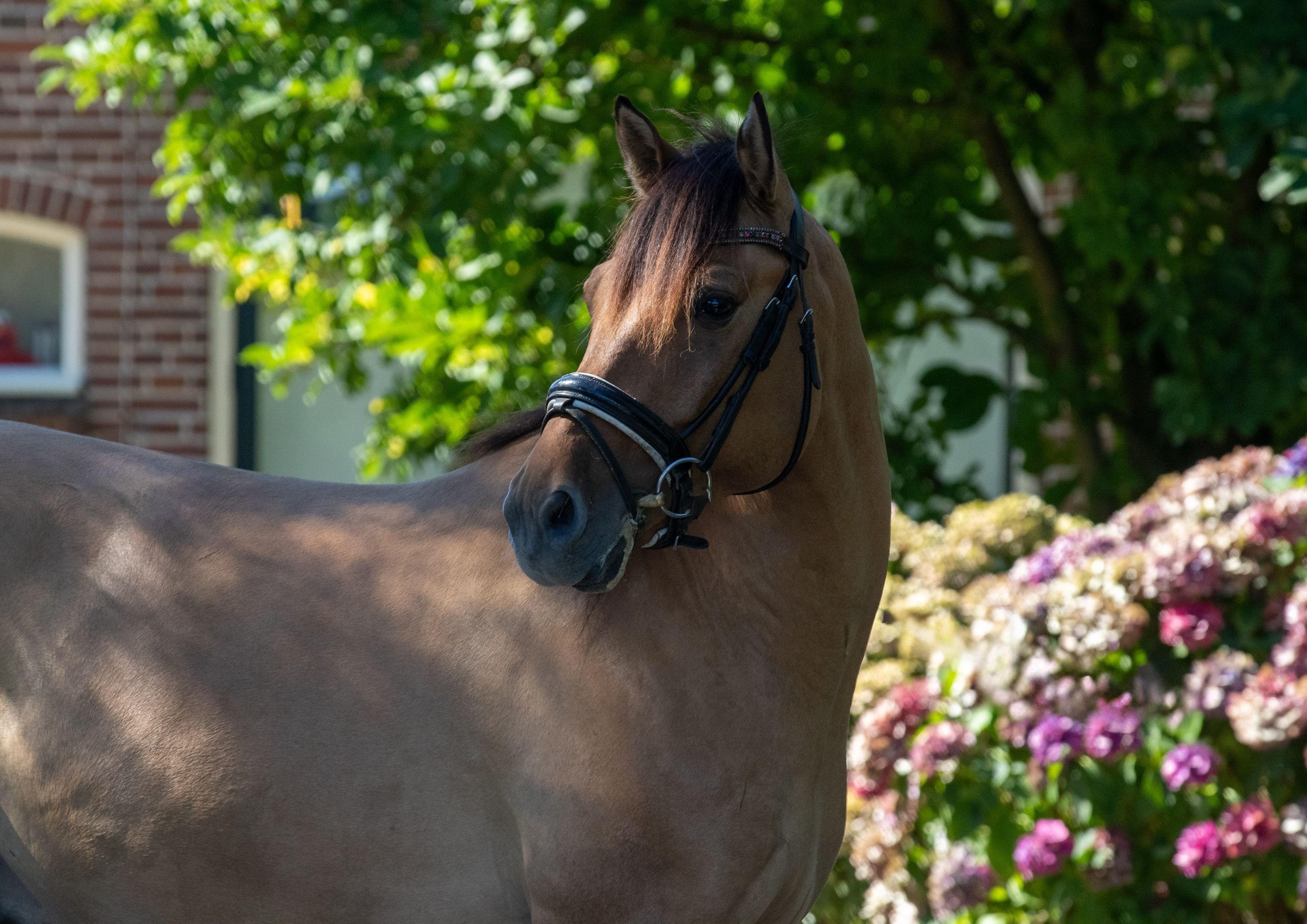 ander allround-pony ruin 4 år andere-kleur till salu - Foto 3