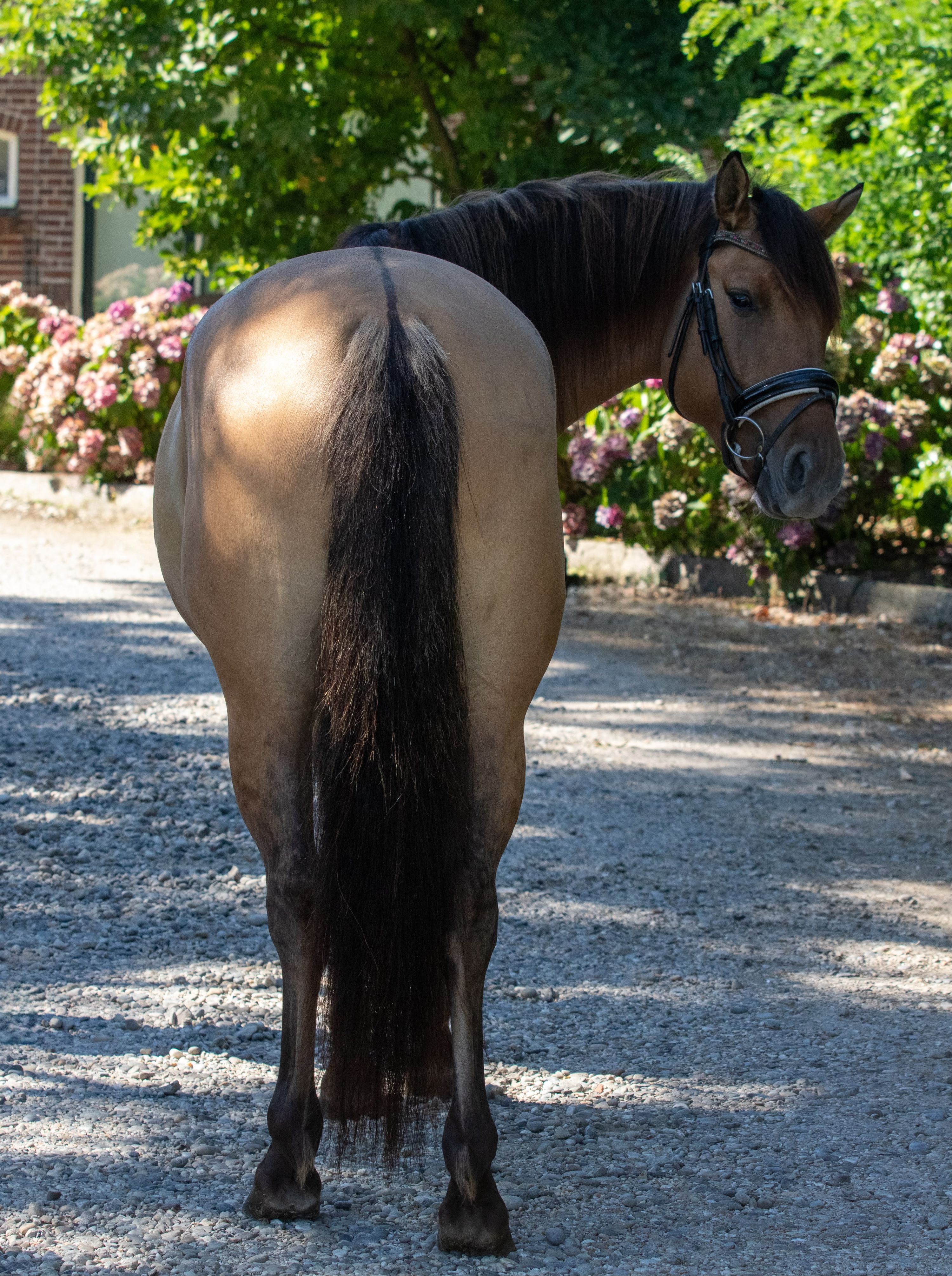 ander allround-pony ruin 4 år andere-kleur till salu - Foto 4