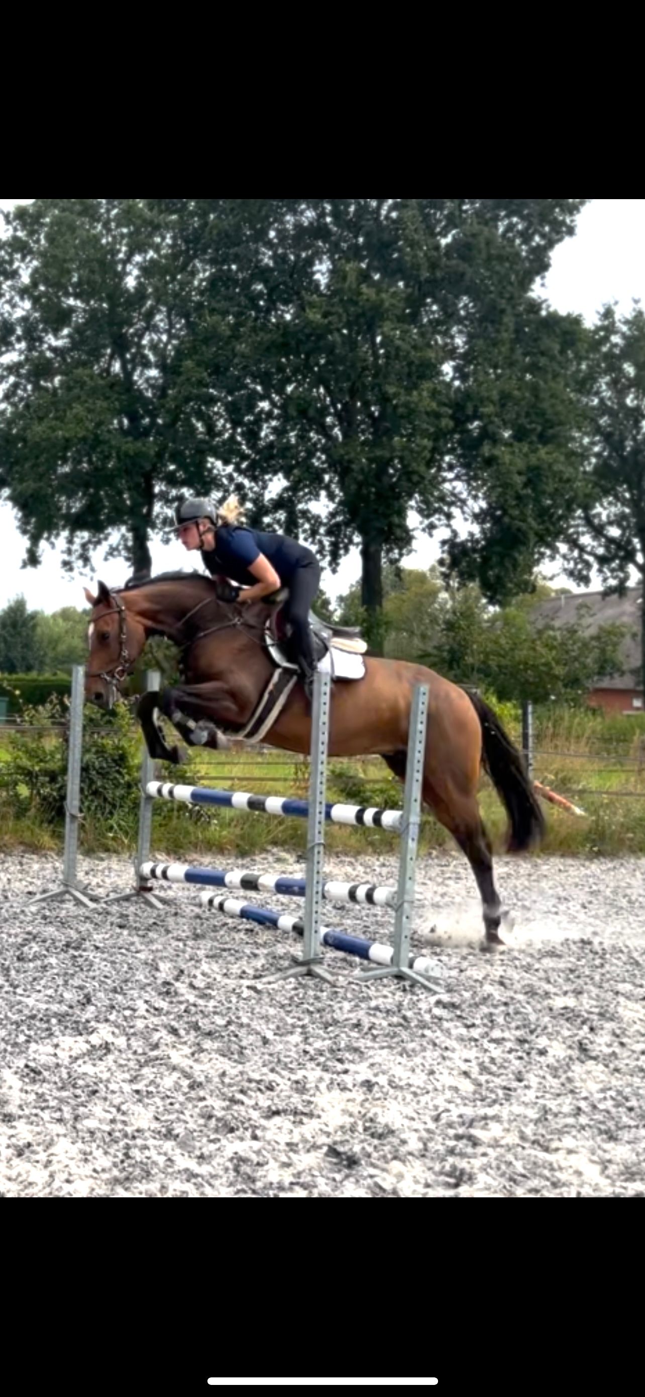 zangersheide springpaard merrie 5 Jahre alt bruin zu verkaufen - Foto 3