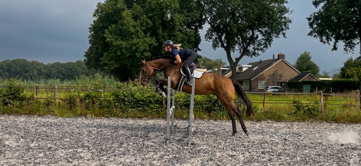 zangersheide springpaard merrie 5 Jahre alt bruin zu verkaufen - Foto 2