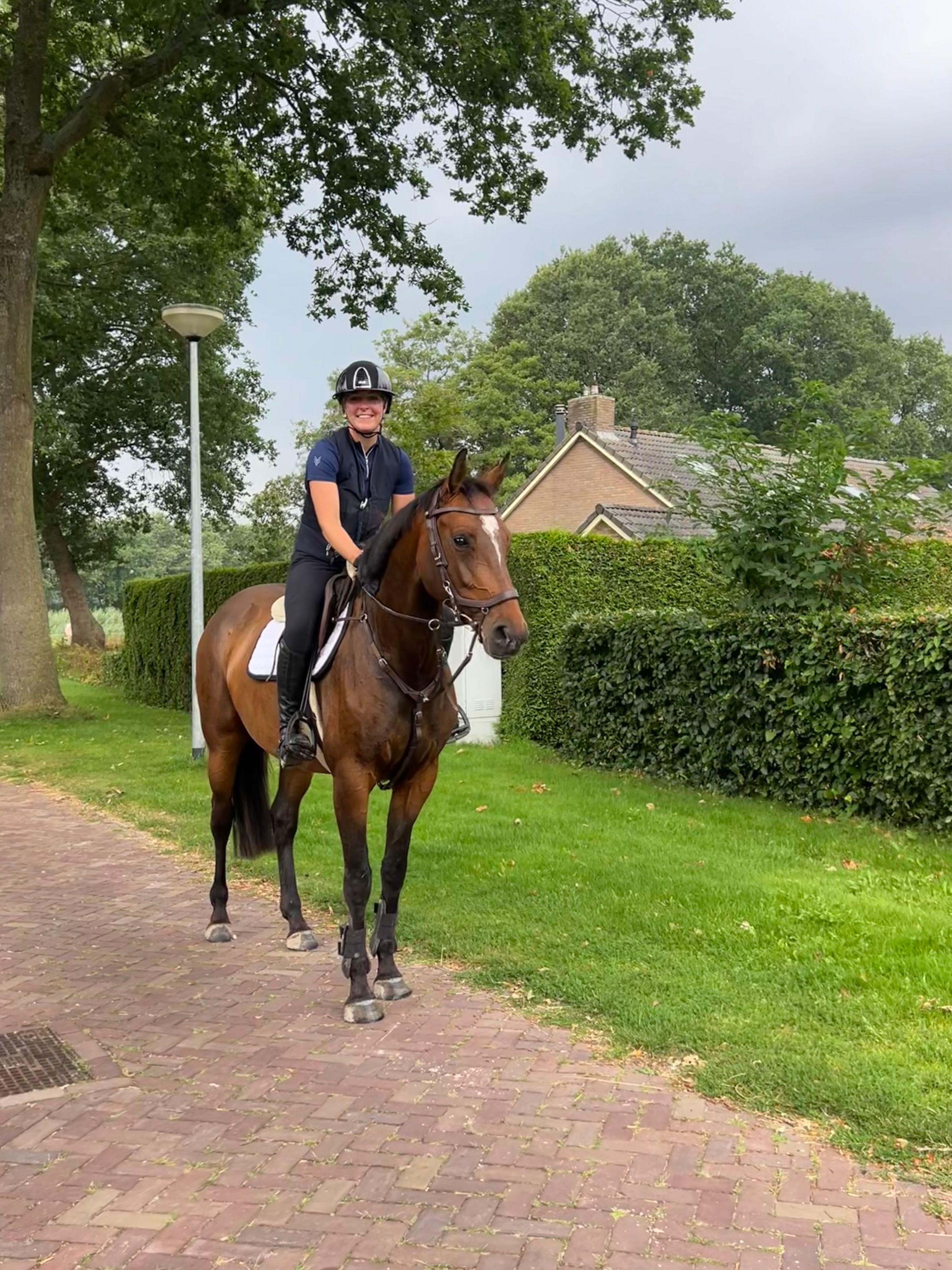 zangersheide springpaard merrie 5 Jahre alt bruin zu verkaufen - Foto 4