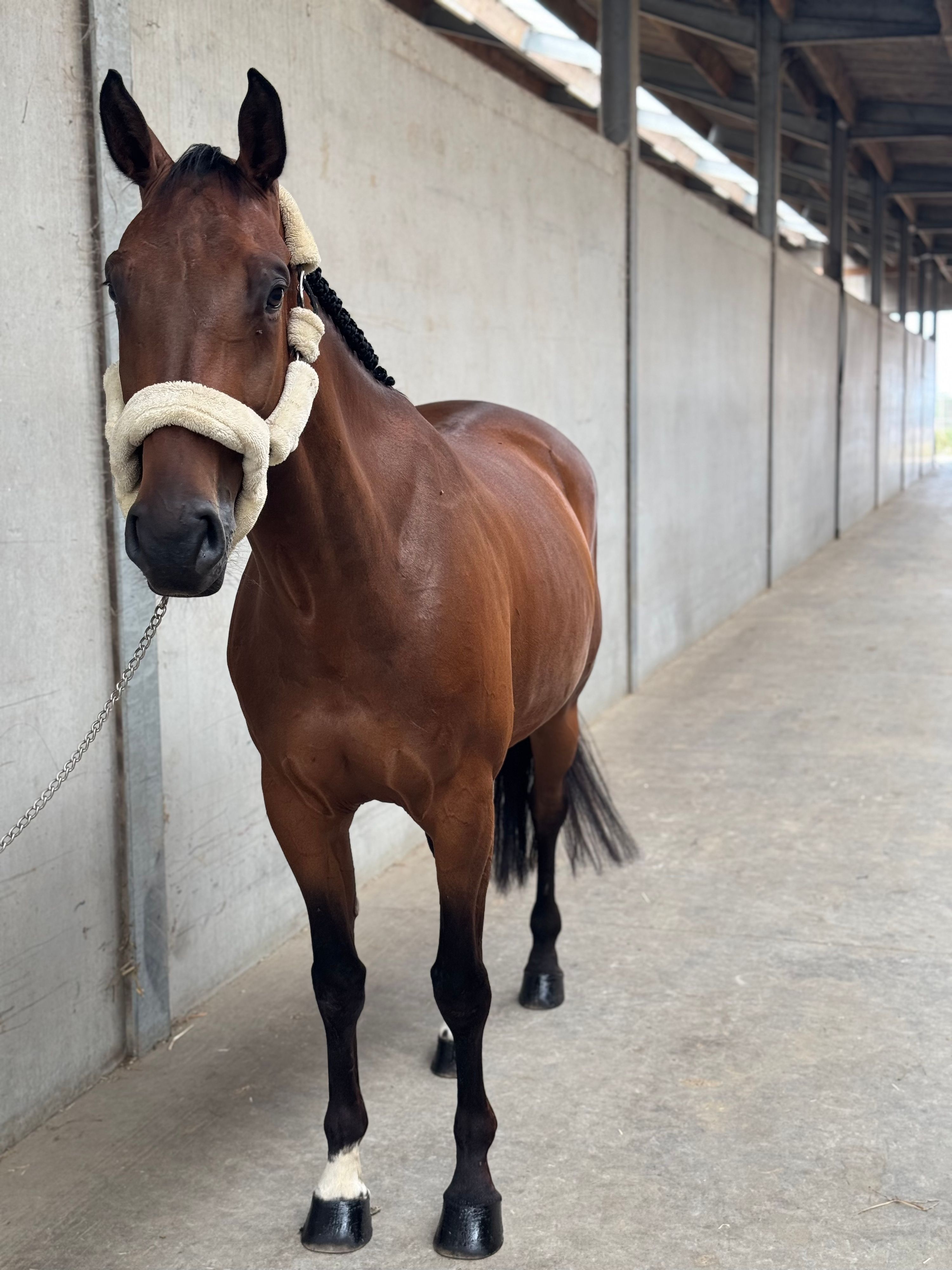 ander springpaard ruin 5 år bruin til salgs - Foto 2