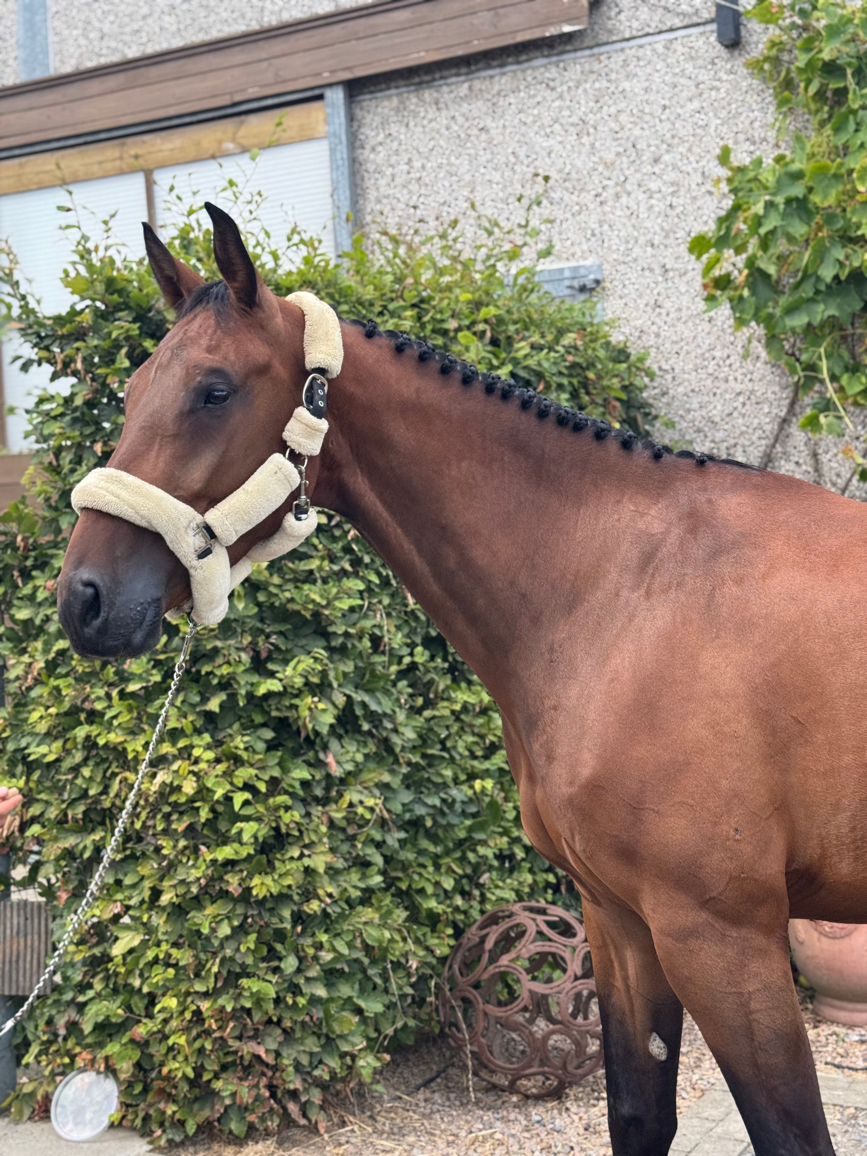 ander springpaard ruin 5 år bruin til salgs - Foto 4