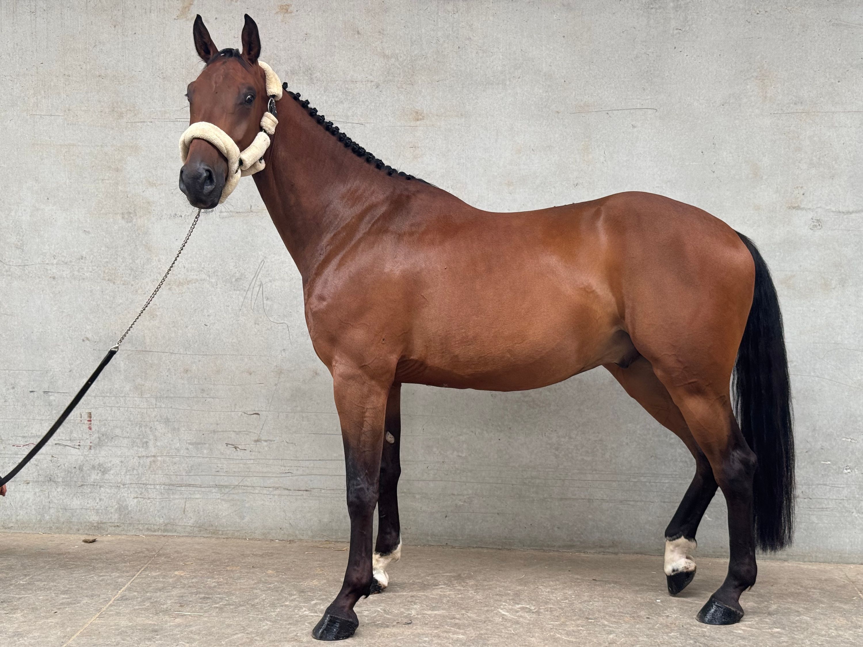 ander springpaard ruin 5 år bruin til salgs - Foto 6
