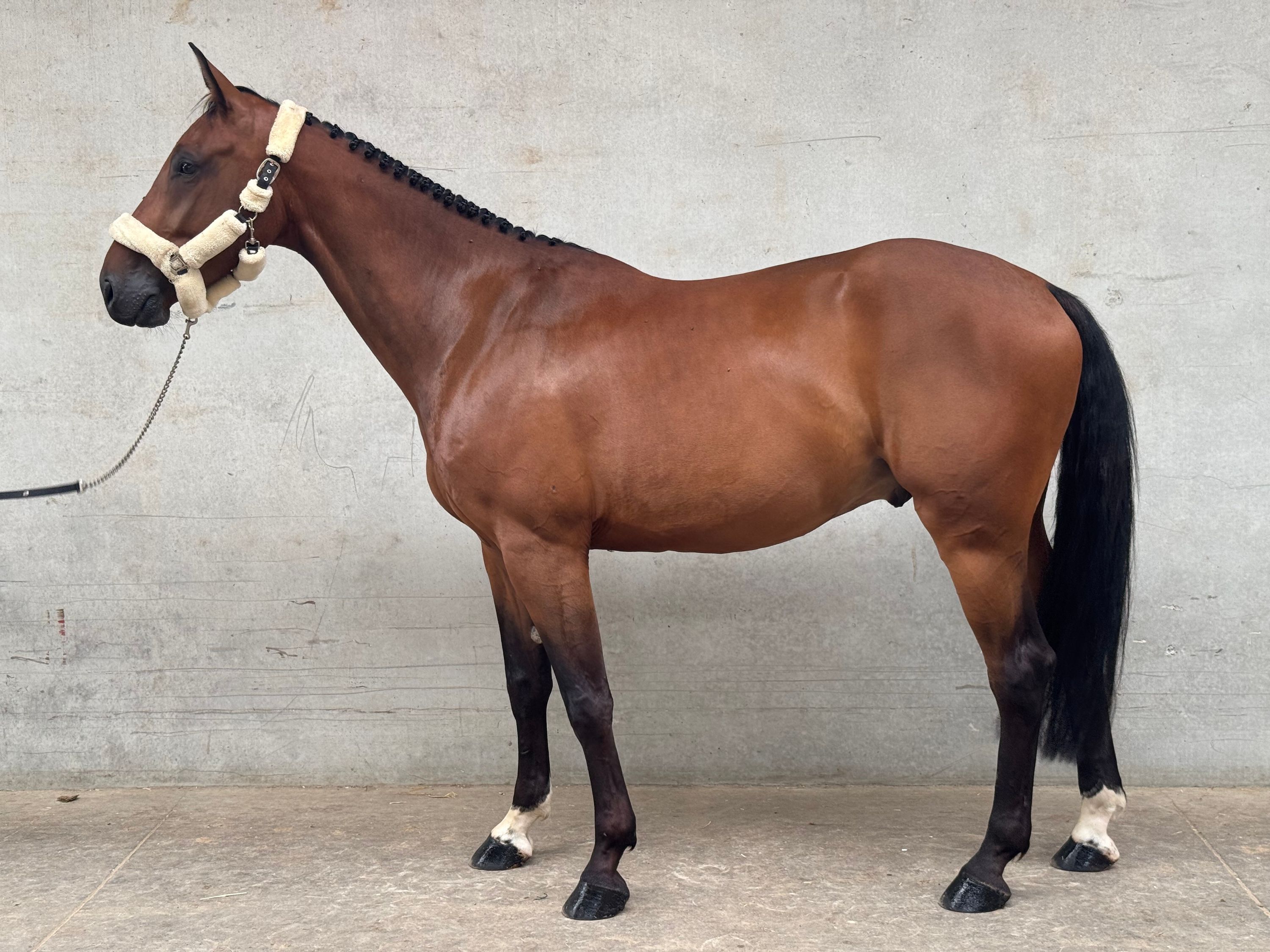 ander springpaard ruin 5 år bruin til salgs - Foto 5