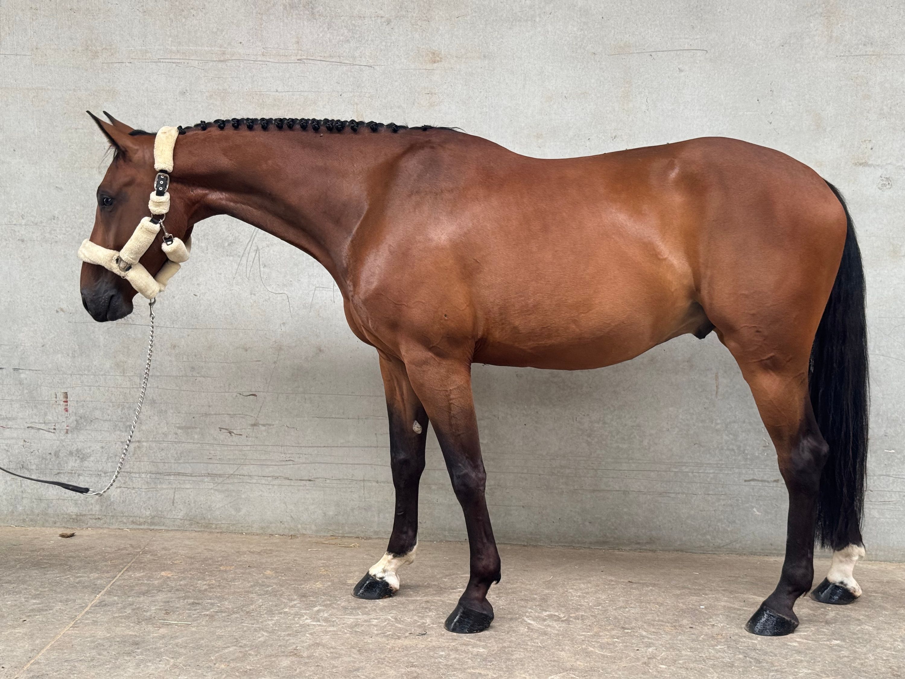 ander springpaard ruin 5 år bruin til salgs - Foto 3