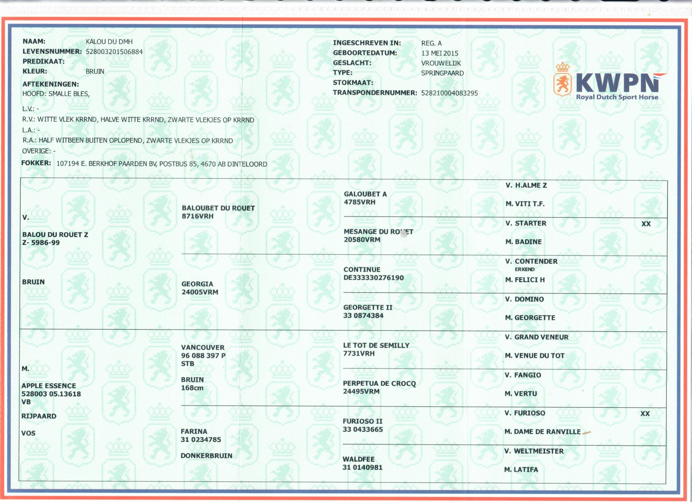 kwpn fokmerrie merrie 11 歳 donkerbruin 売り出し中 - 写真 6