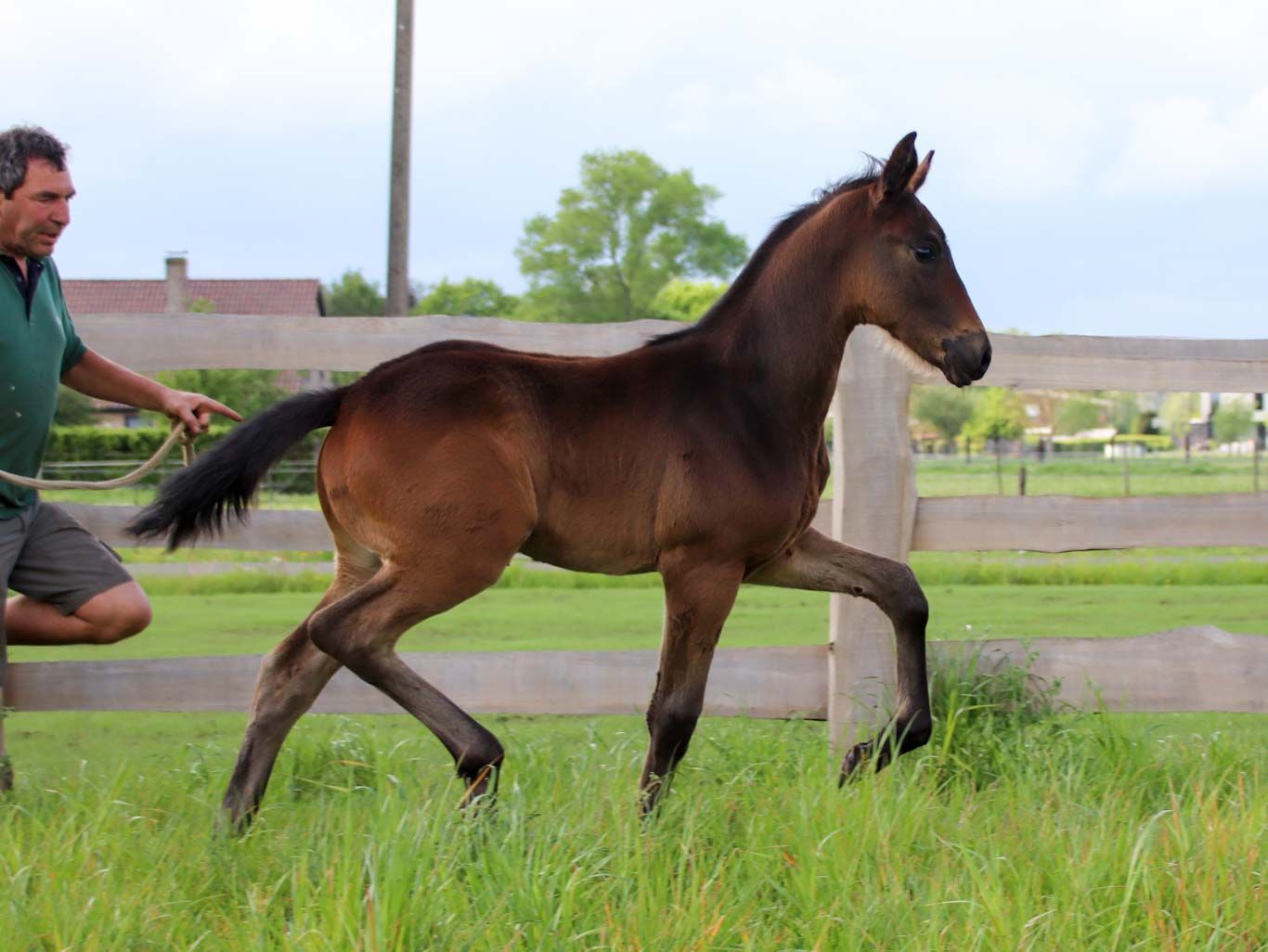 kwpn dressuurpaard merrie 0 years old donkerbruin for sale - Photo 2