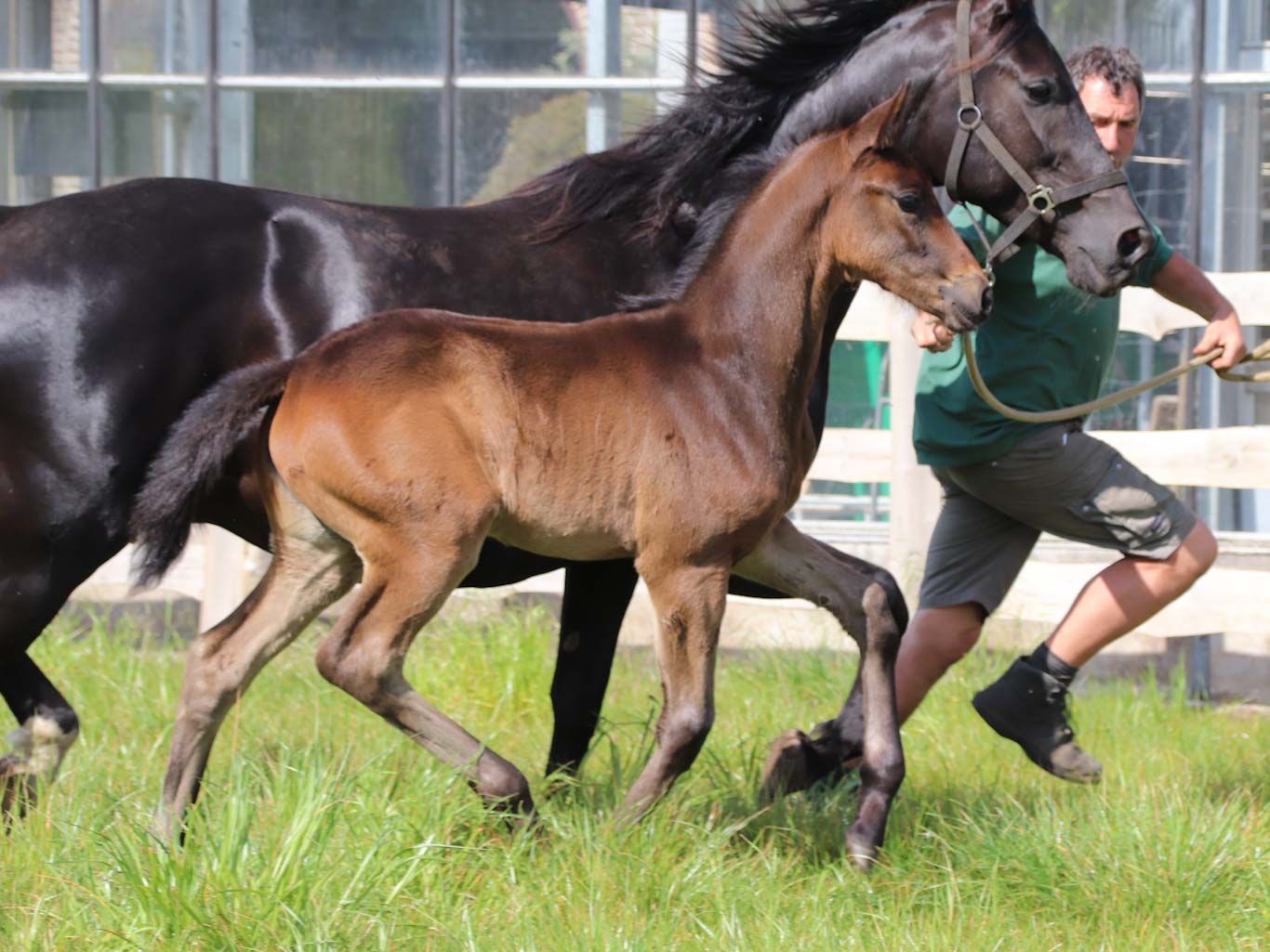 kwpn dressuurpaard merrie 0 years old donkerbruin for sale - Photo 3