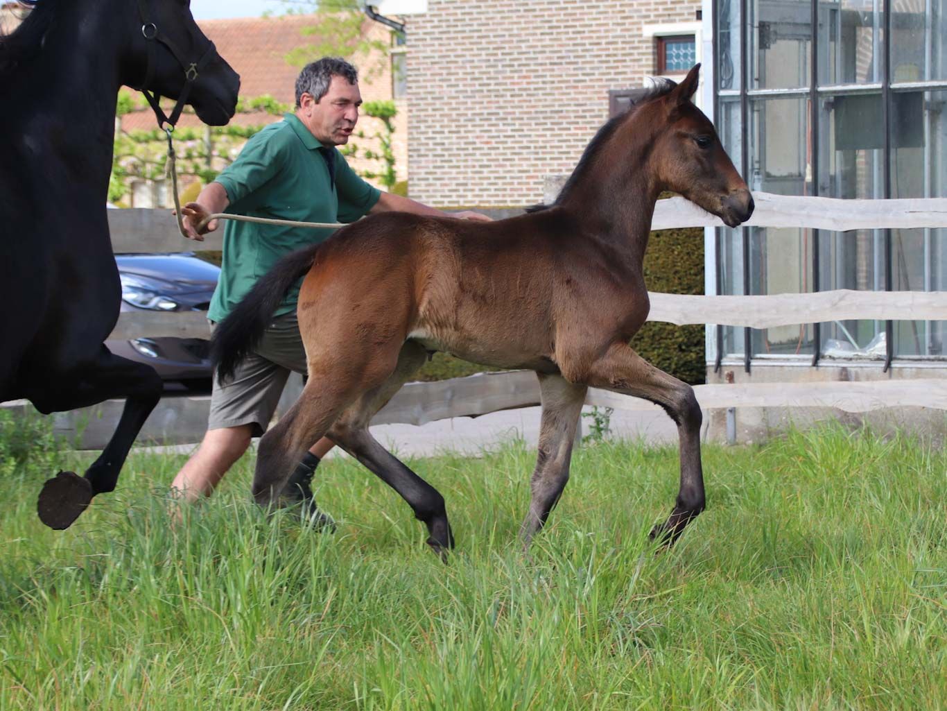 kwpn dressuurpaard merrie 0 years old donkerbruin for sale - Photo 5