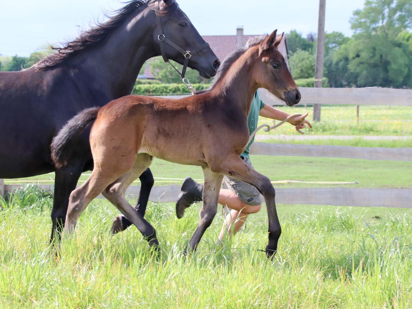 kwpn dressuurpaard merrie 0 years old donkerbruin for sale - Photo 6