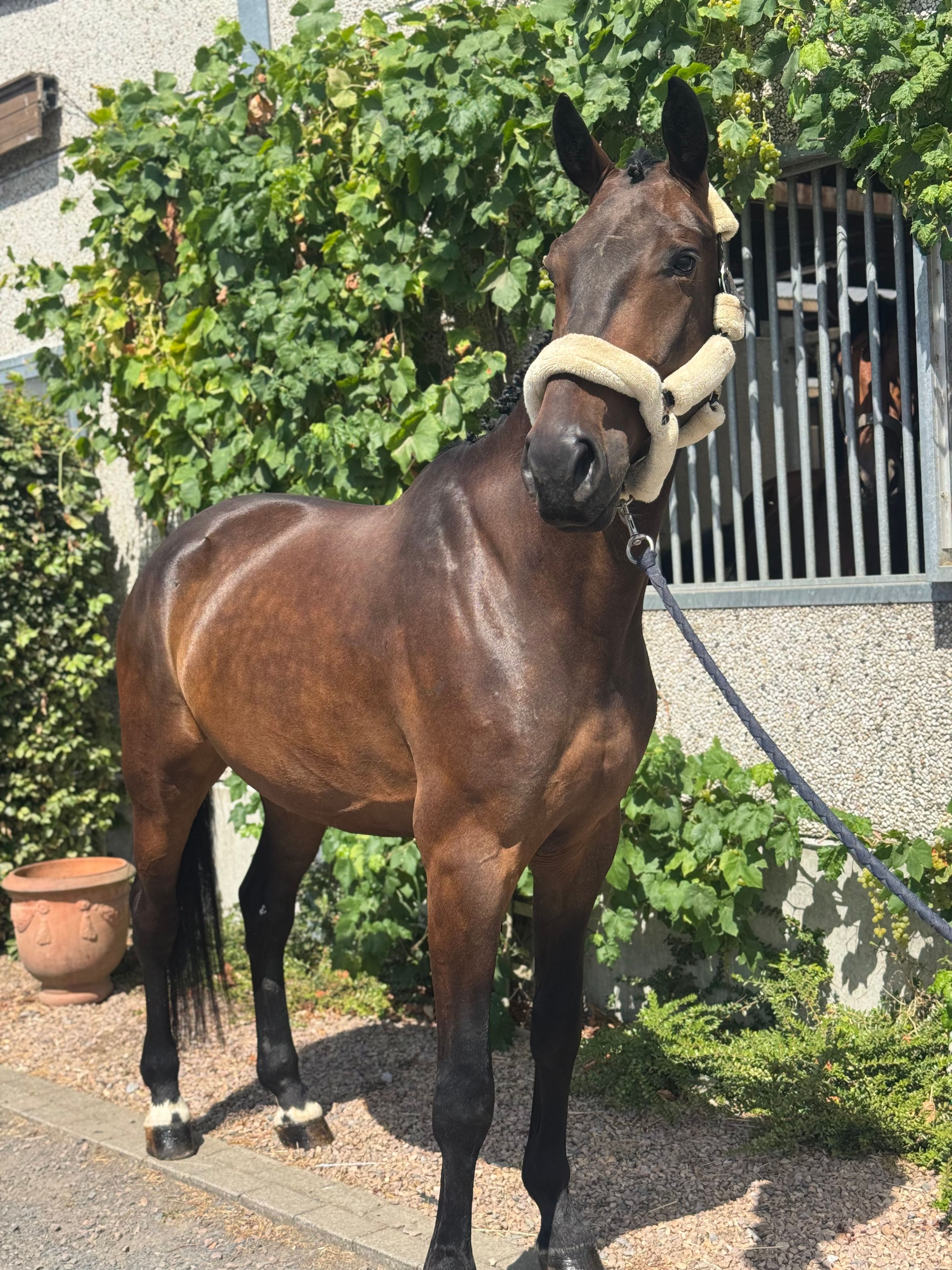 zangersheide dressuurpaard ruin 6 anos donkerbruin à venda - Foto 3