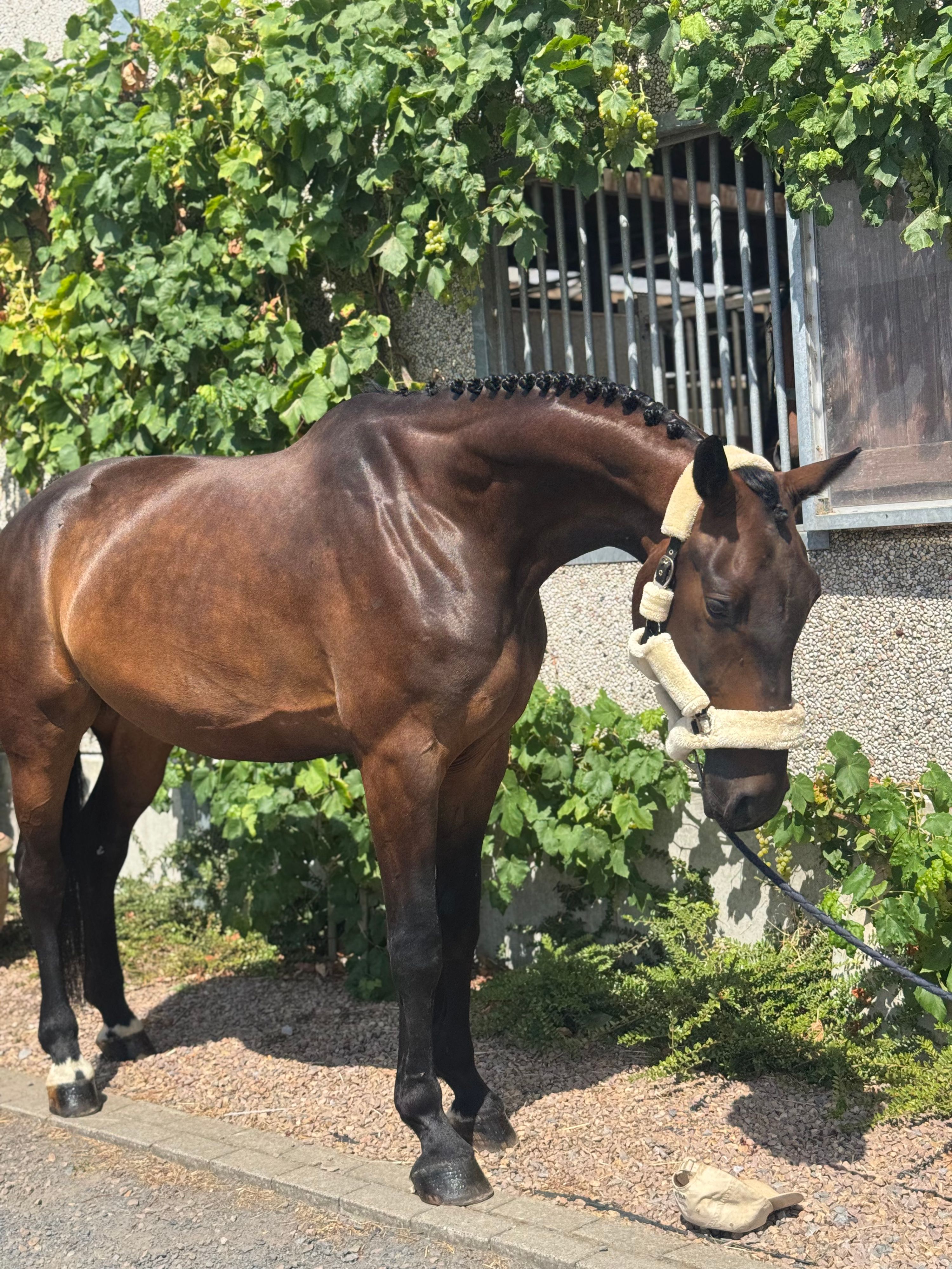 Superknappe 6j ruin