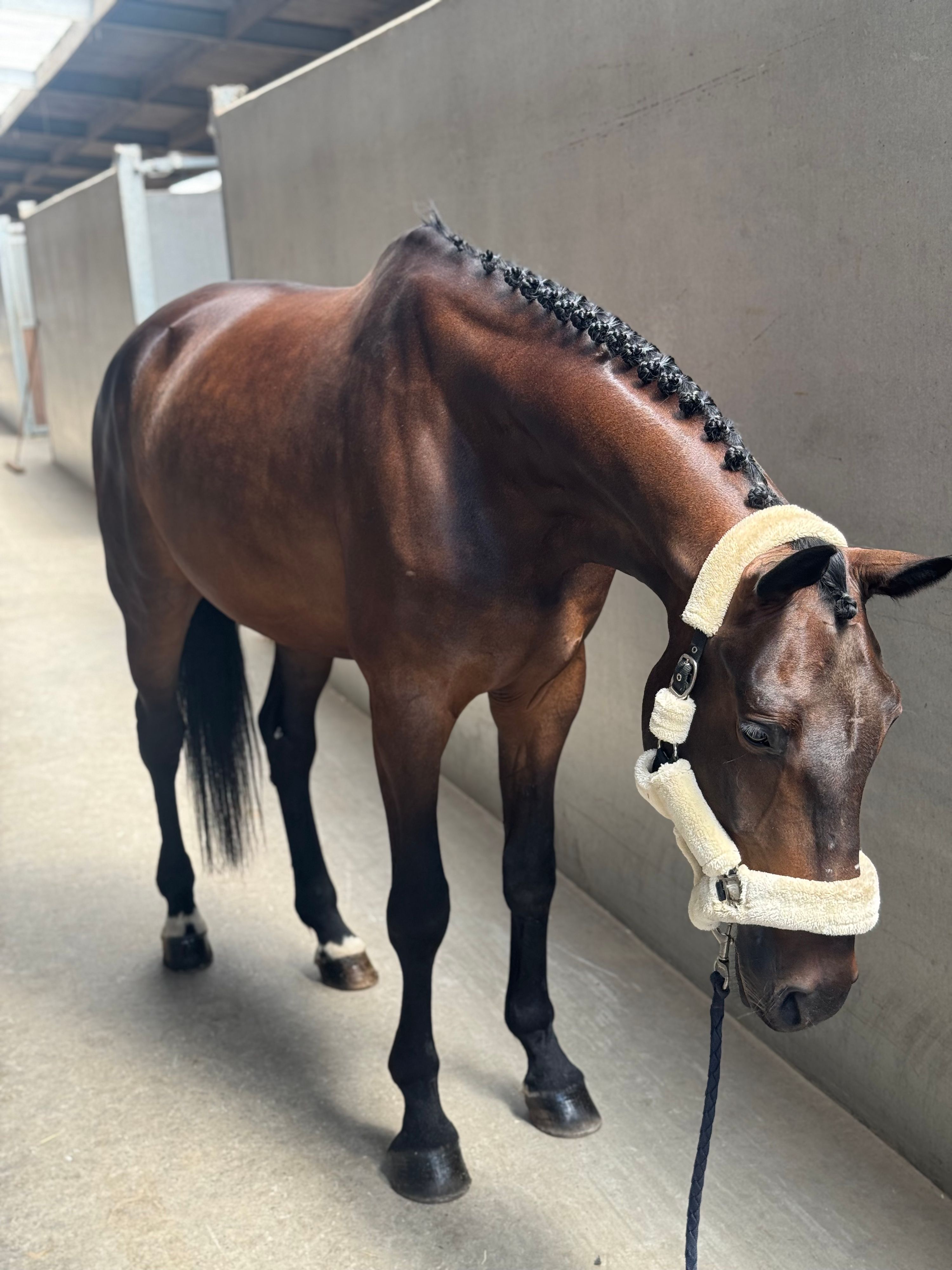 zangersheide dressuurpaard ruin 6 anos donkerbruin à venda - Foto 4