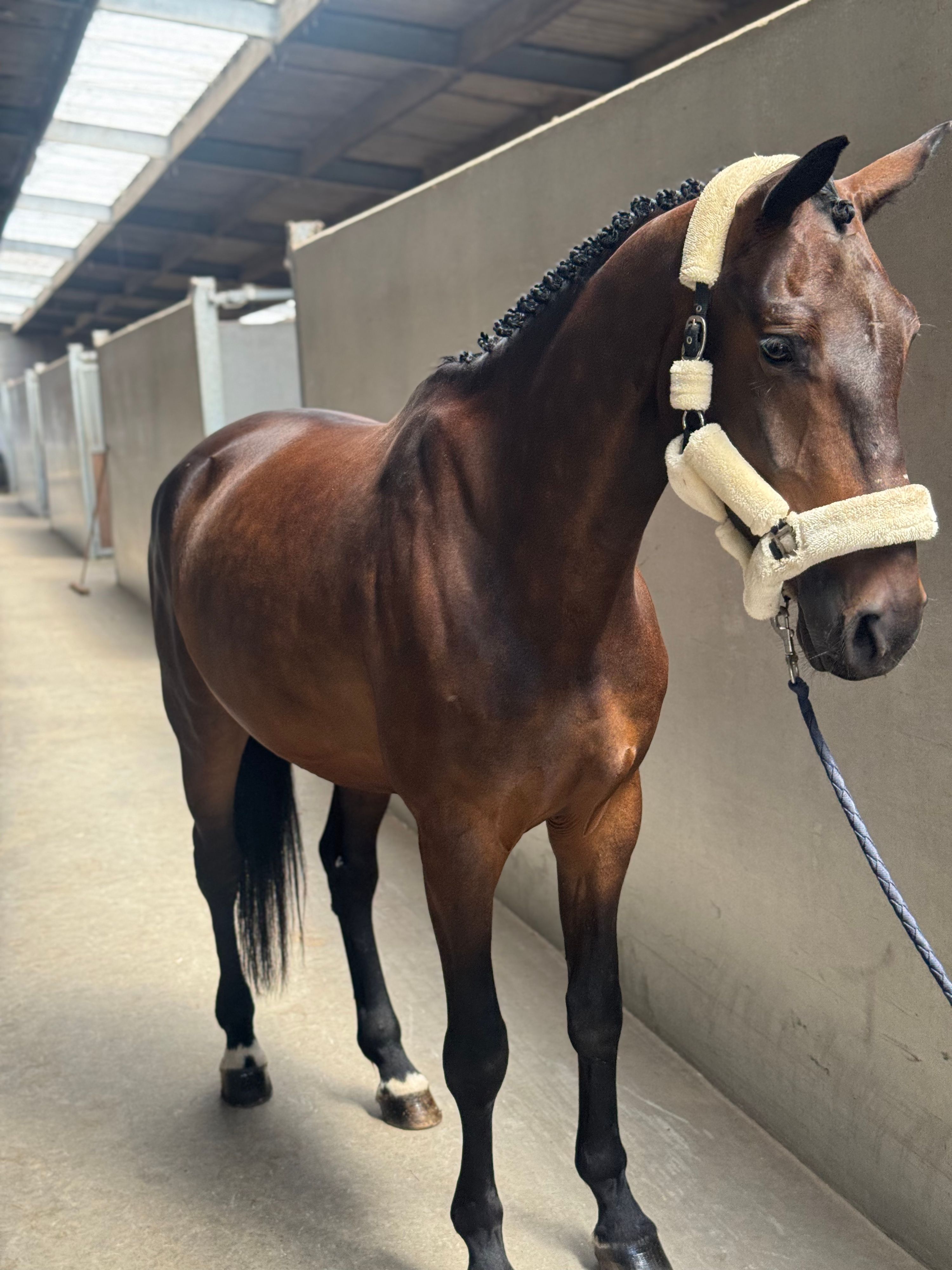 zangersheide dressuurpaard ruin 6 anos donkerbruin à venda - Foto 2