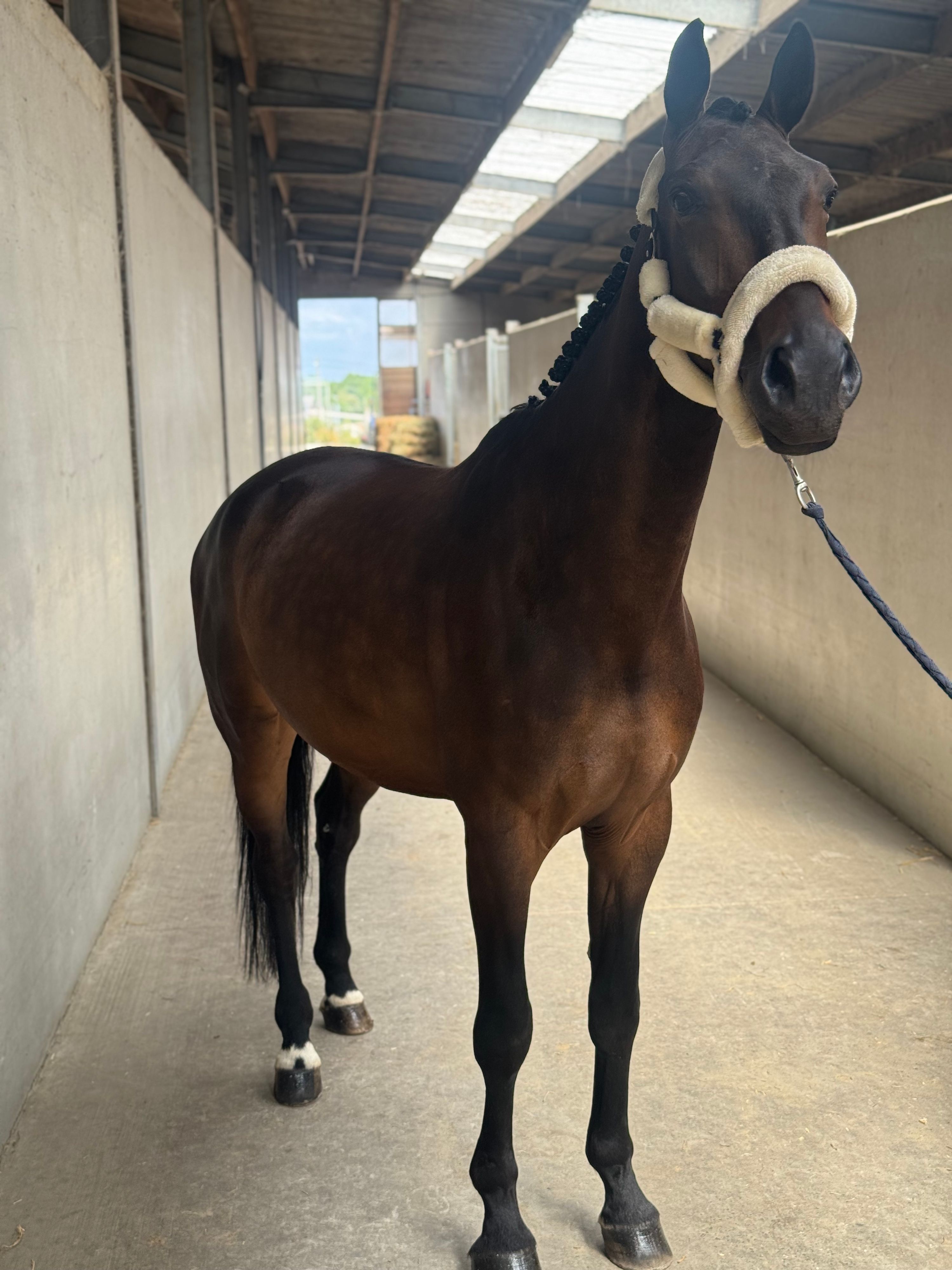 zangersheide dressuurpaard ruin 6 anos donkerbruin à venda - Foto 5
