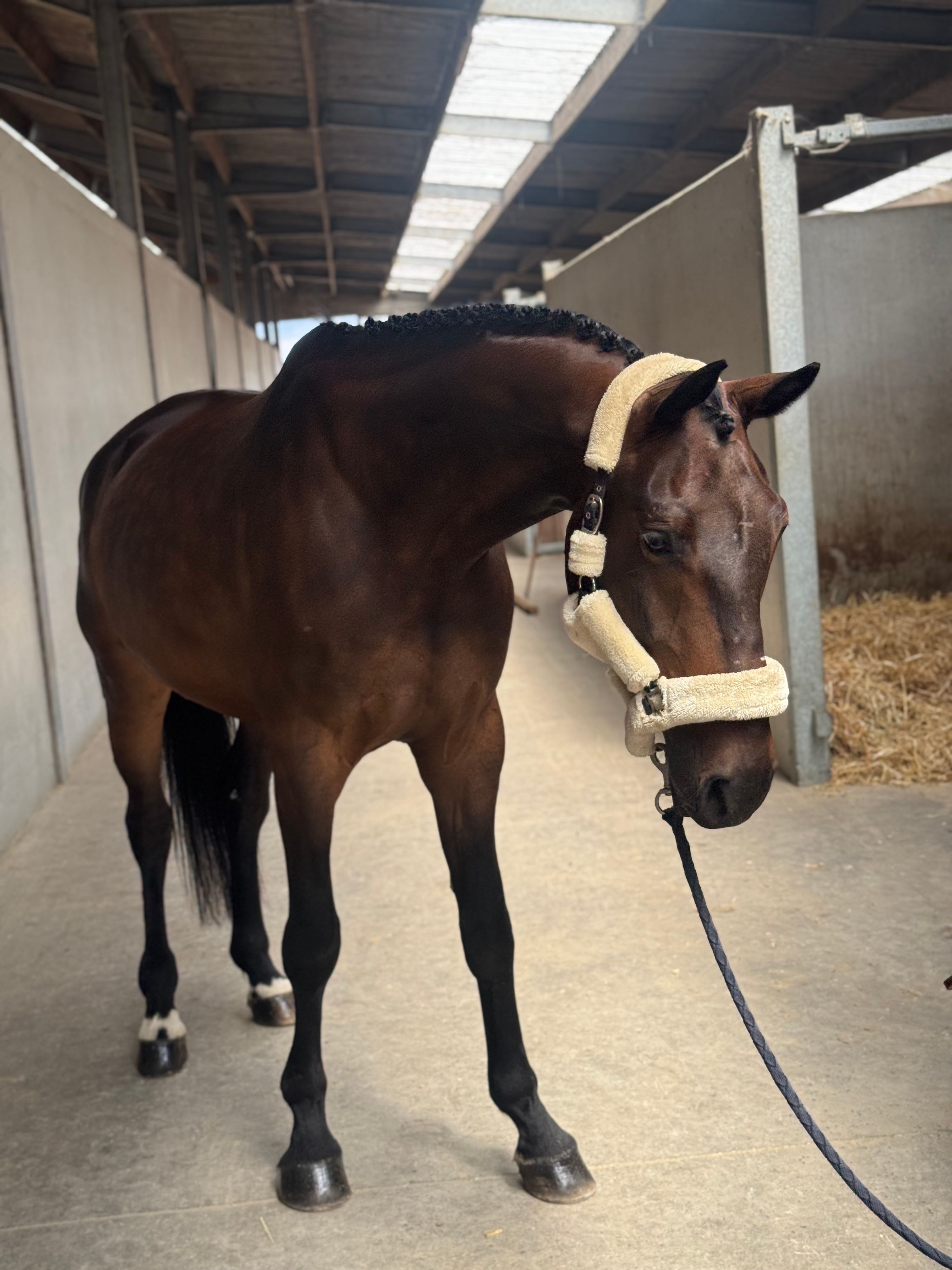 zangersheide dressuurpaard ruin 6 anos donkerbruin à venda - Foto 6