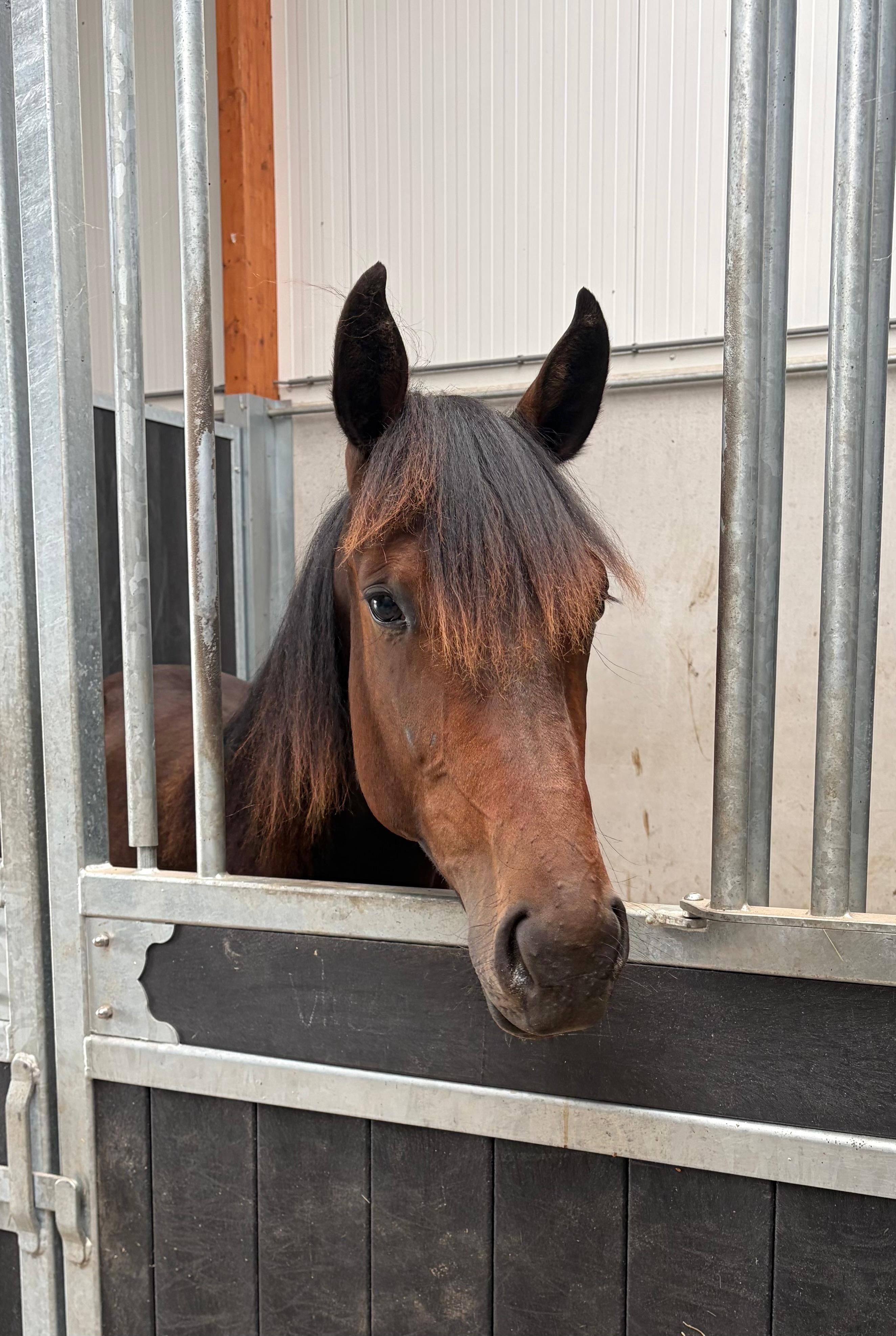 Super sweet yearling trotter for sale