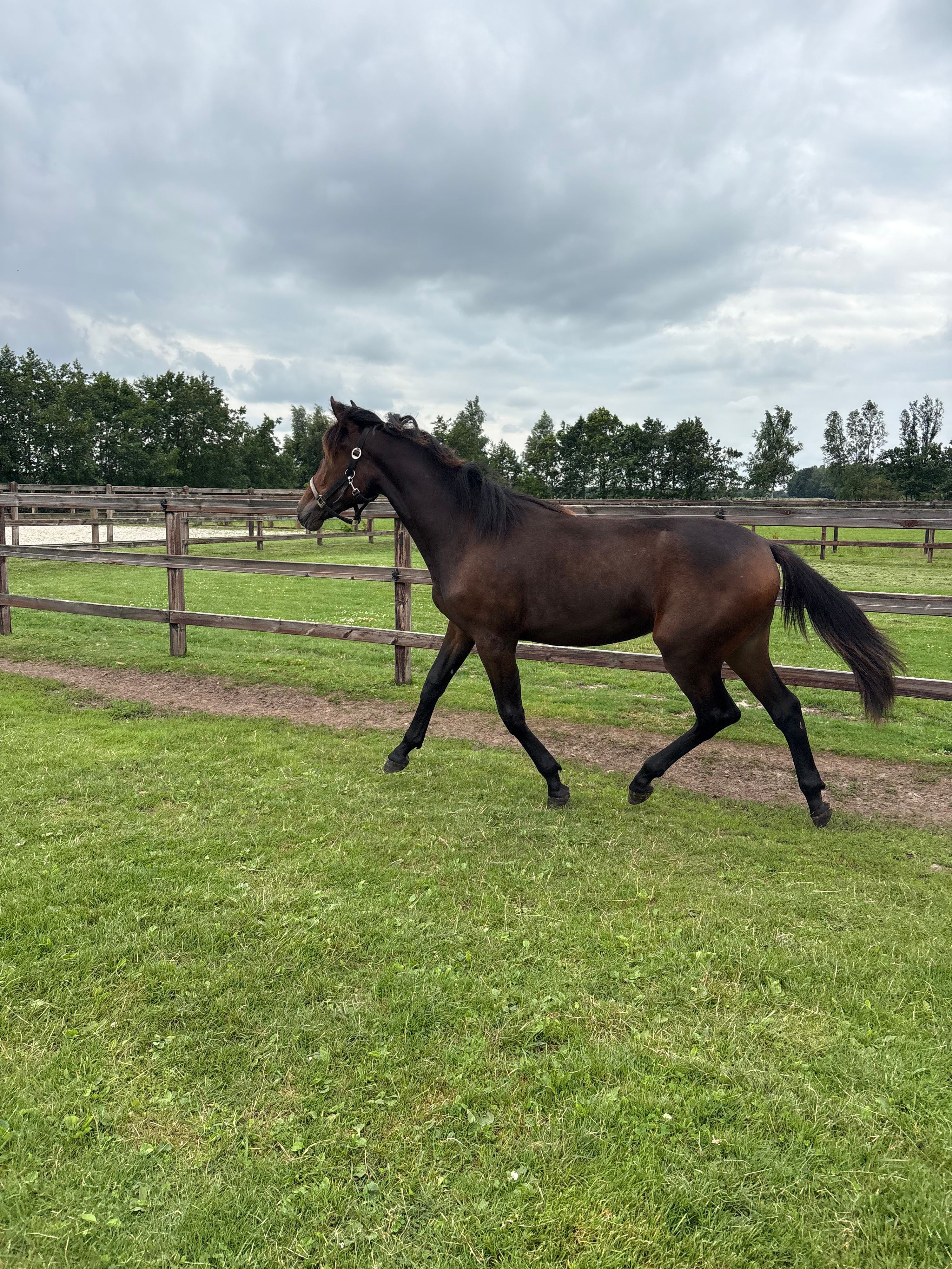 allrounder merrie for sale - Photo 2