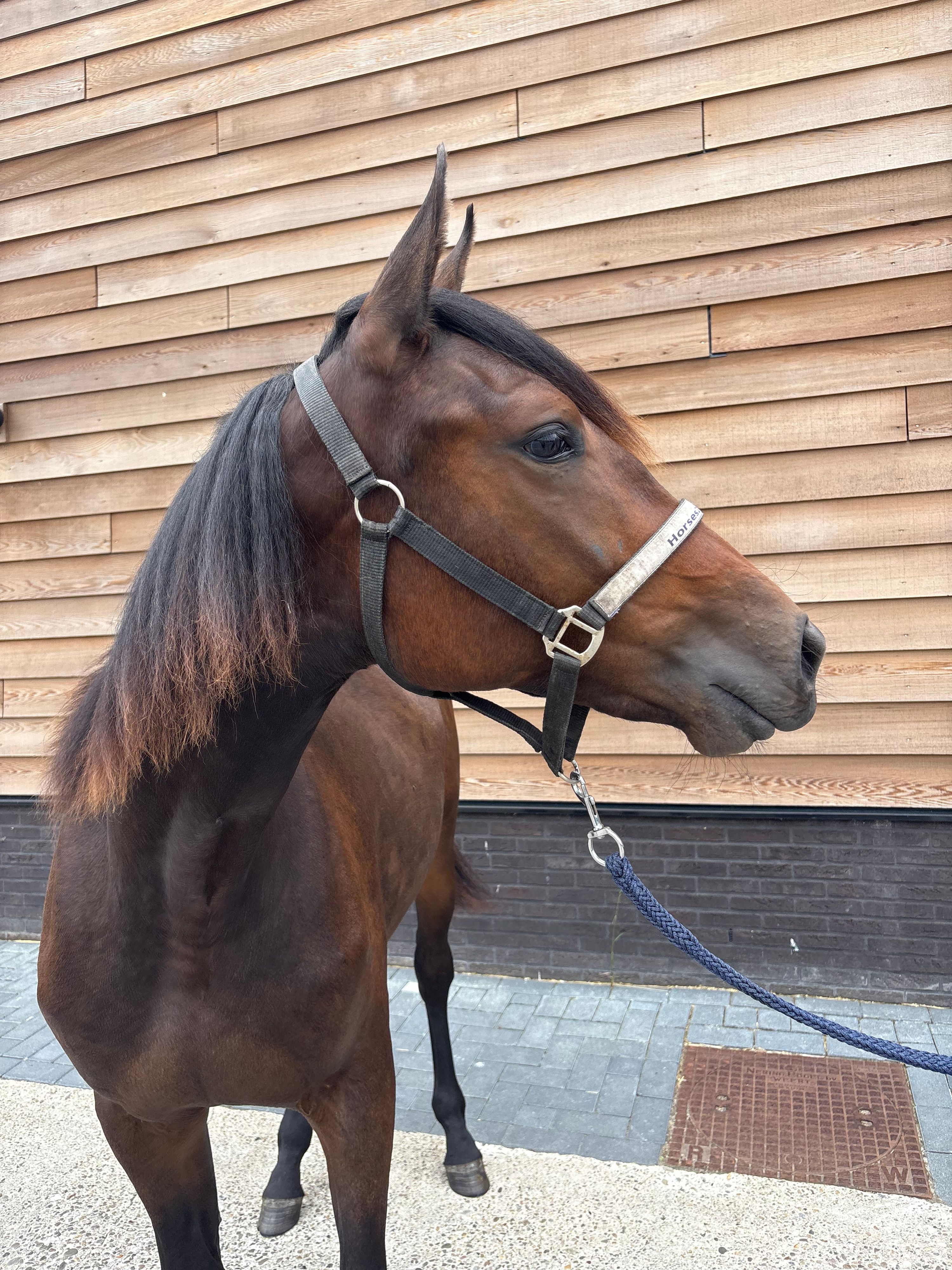 allrounder merrie for sale - Photo 3