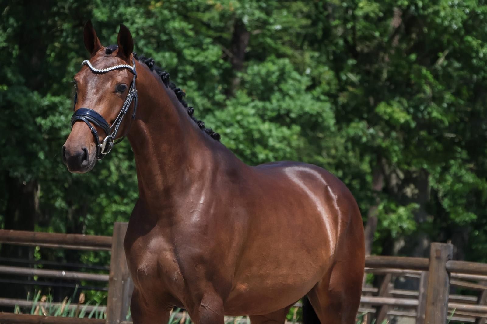 Caballo de doma fuerte y mega dulce