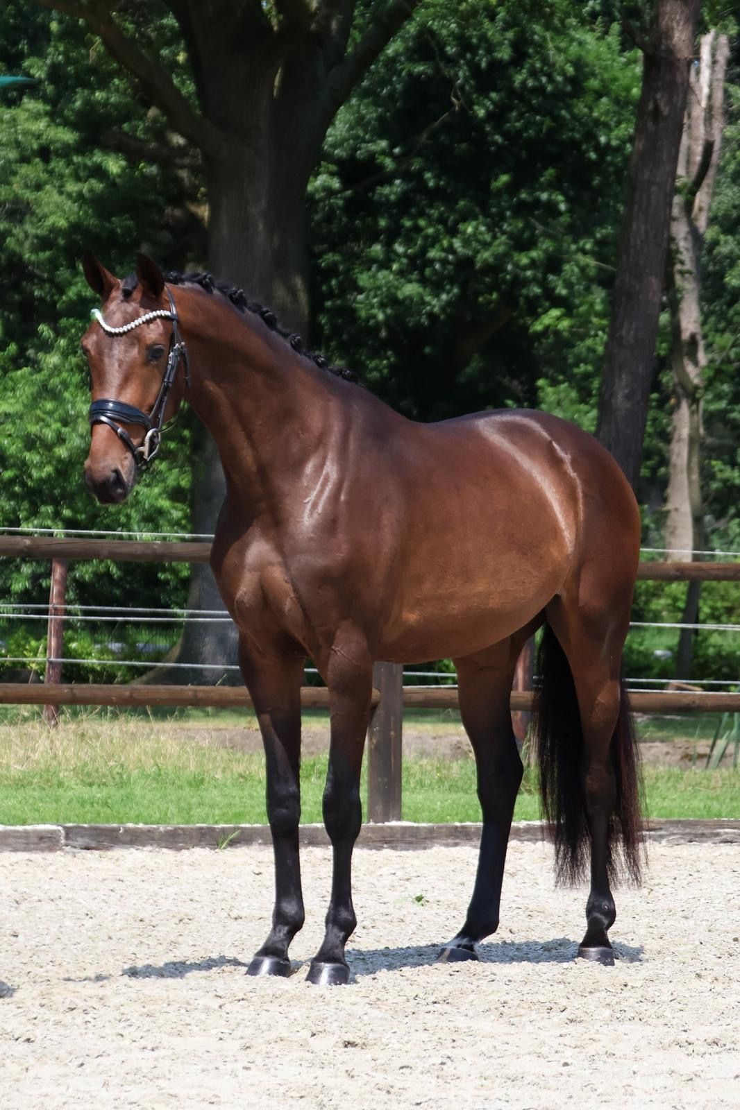 KWPN dressuurpaard merrie 3 歳 bruin 売り出し中 - 写真 2