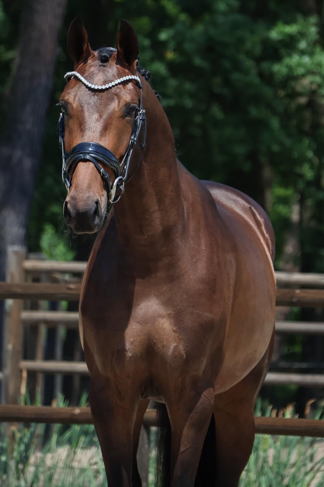 KWPN dressuurpaard merrie 3 歳 bruin 売り出し中 - 写真 3