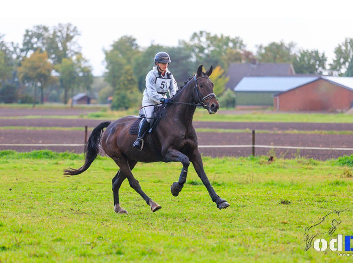 kwpn allrounder ruin 11 歳 donkerbruin 売り出し中 - 写真 4