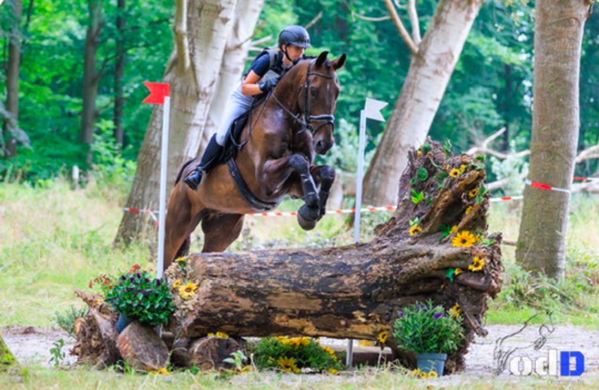 kwpn allrounder ruin 11 歳 donkerbruin 売り出し中 - 写真 3