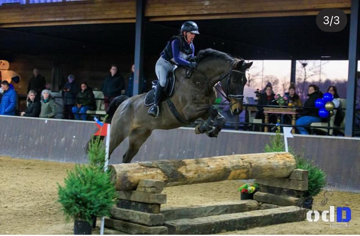 kwpn allrounder ruin 11 歳 donkerbruin 売り出し中 - 写真 5