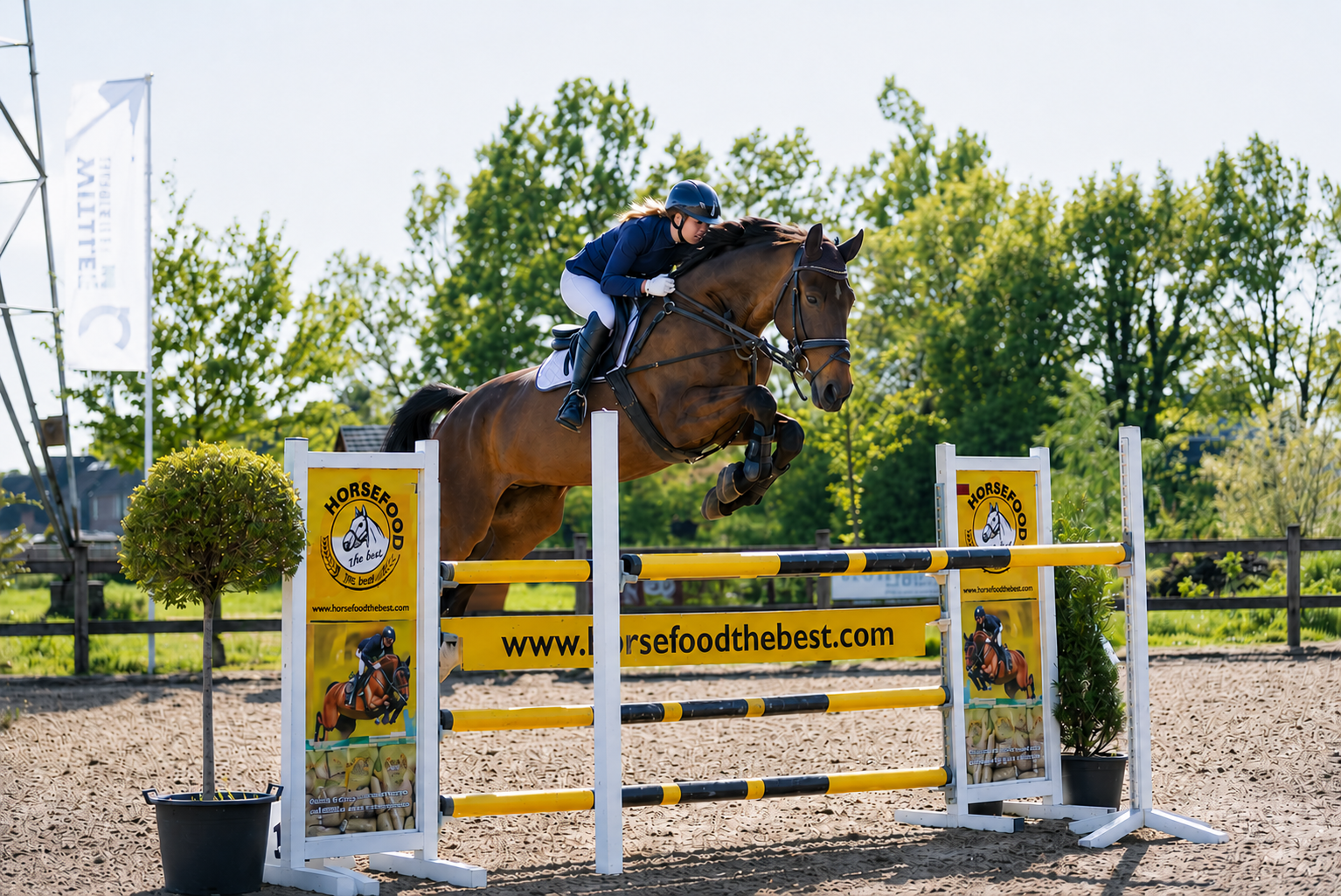 kwpn allrounder ruin 11 歳 donkerbruin 売り出し中 - 写真 2
