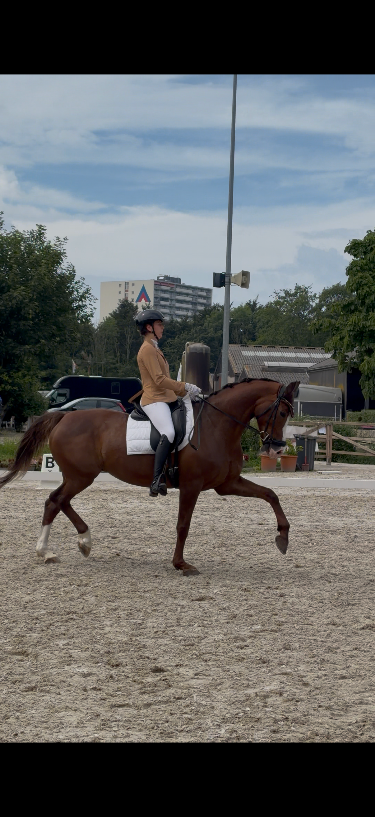 Very reliable sport horse for ambitious young rider