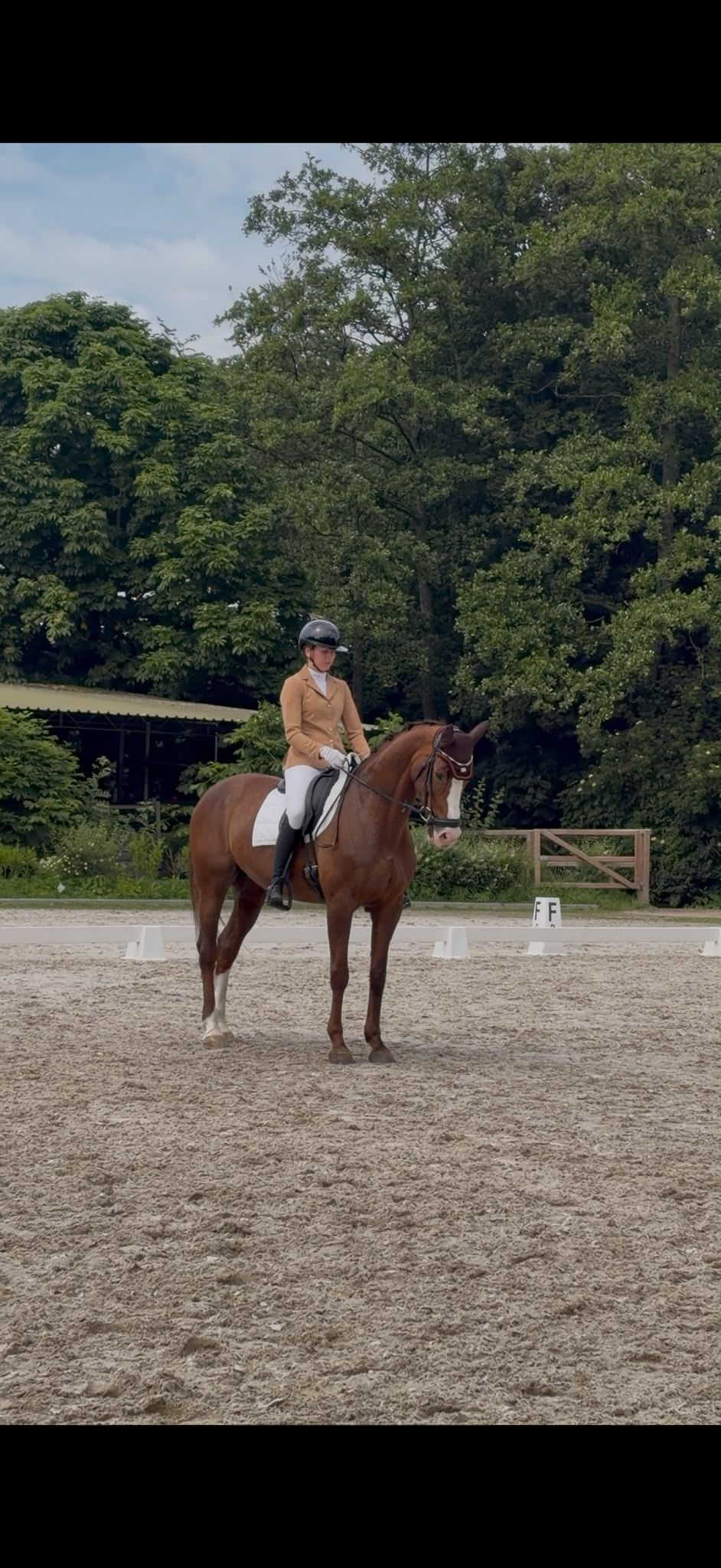 kwpn dressuurpaard merrie 17 years old vos for sale - Photo 3