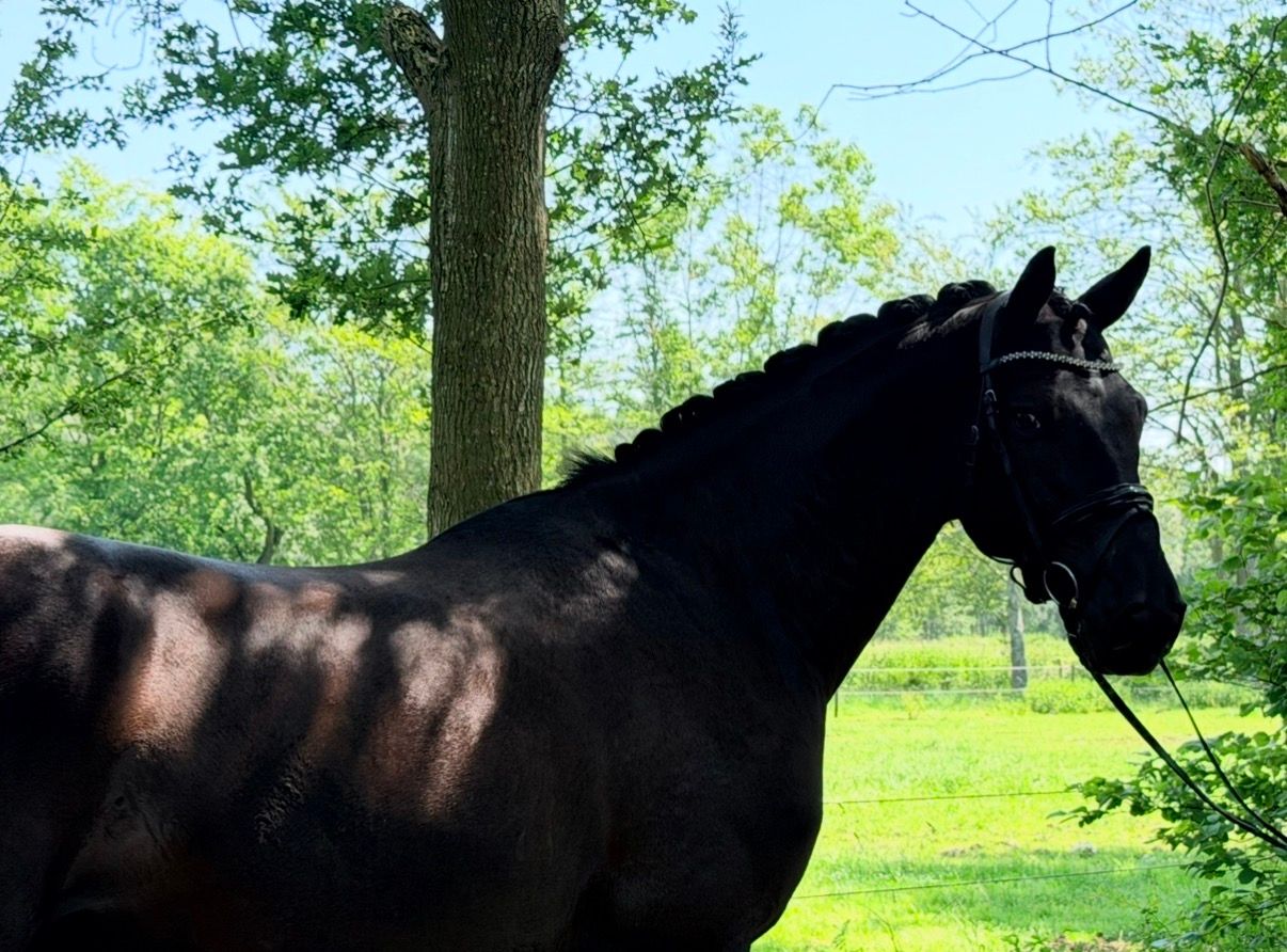 Zevenjarige eycatcher v Taminiau x Welt Hit II