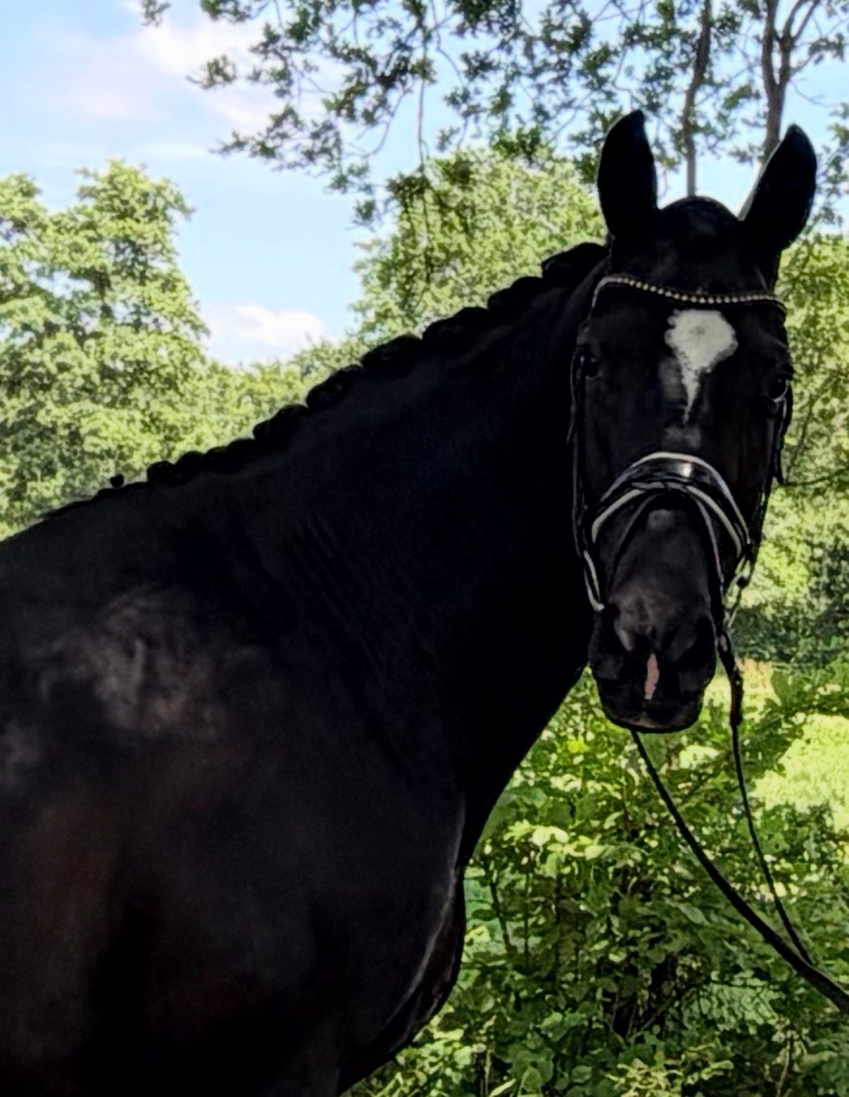 Bloedmooie lieve achtjarige merrie v Bernay x Welt hit II