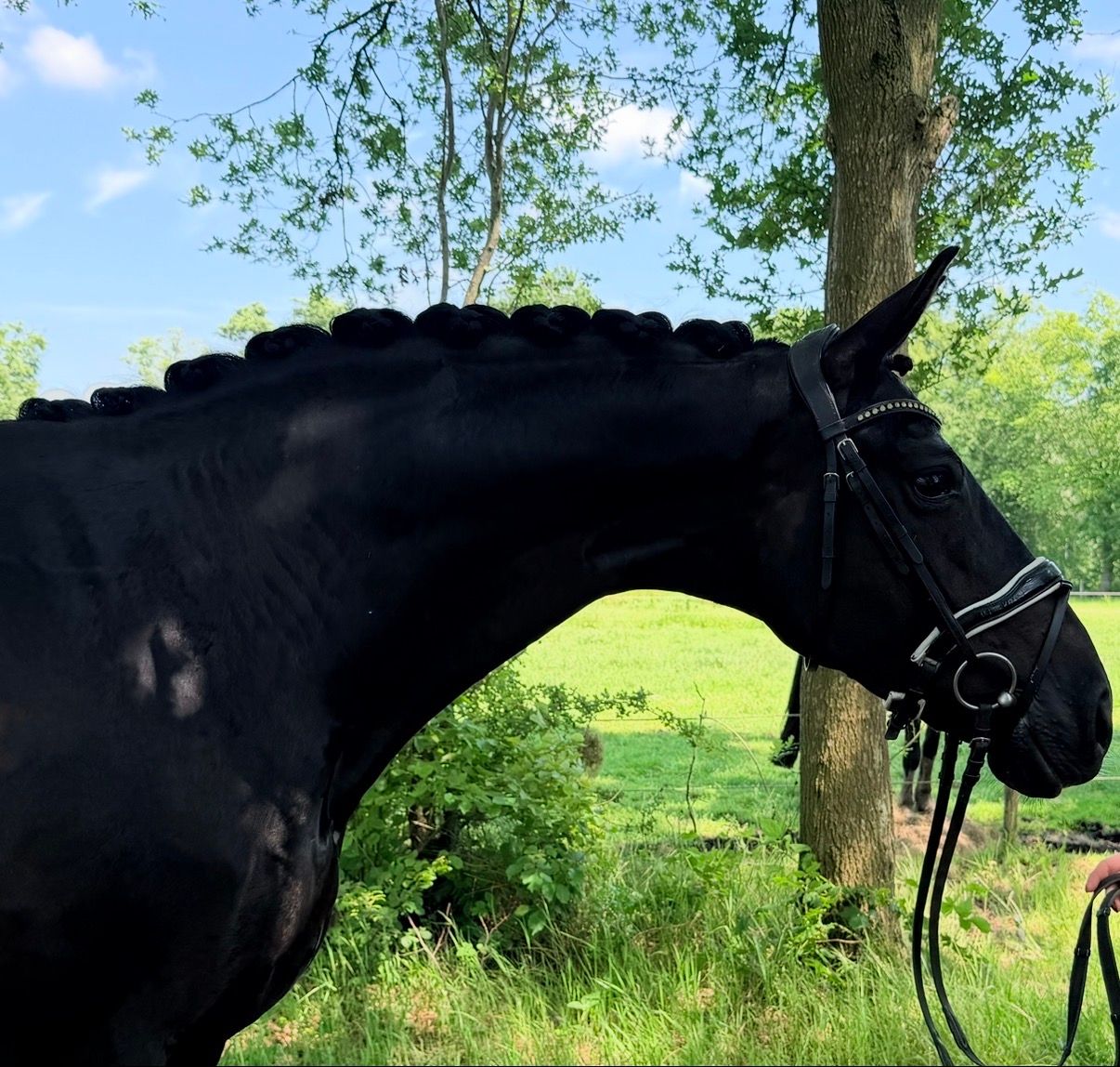 kwpn dressuurpaard merrie 8 anni zwart in vendita - Foto 3